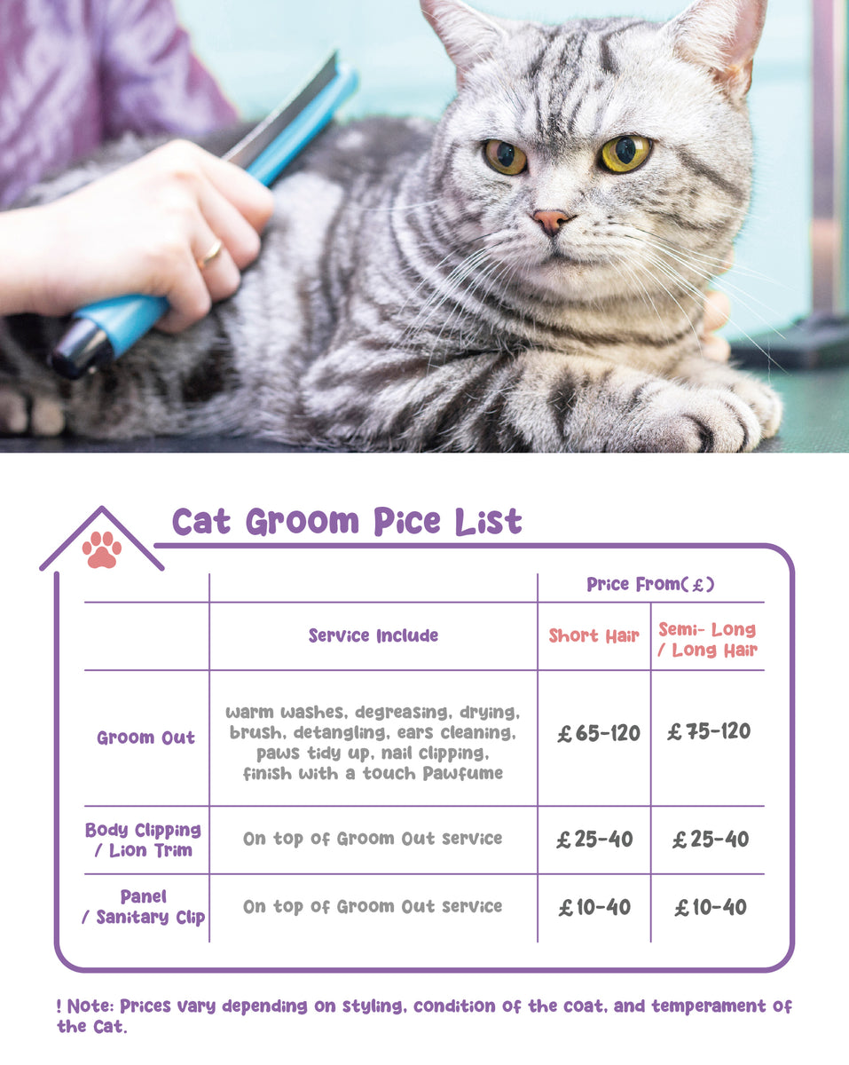 Cat deals grooming services