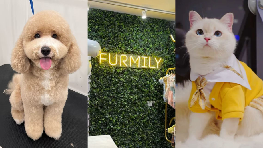 Where to get your best sale dog groomed