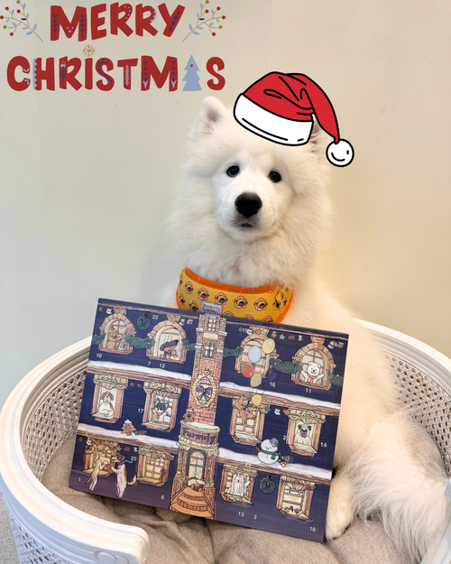 Christmas Advent Calendar For Dogs