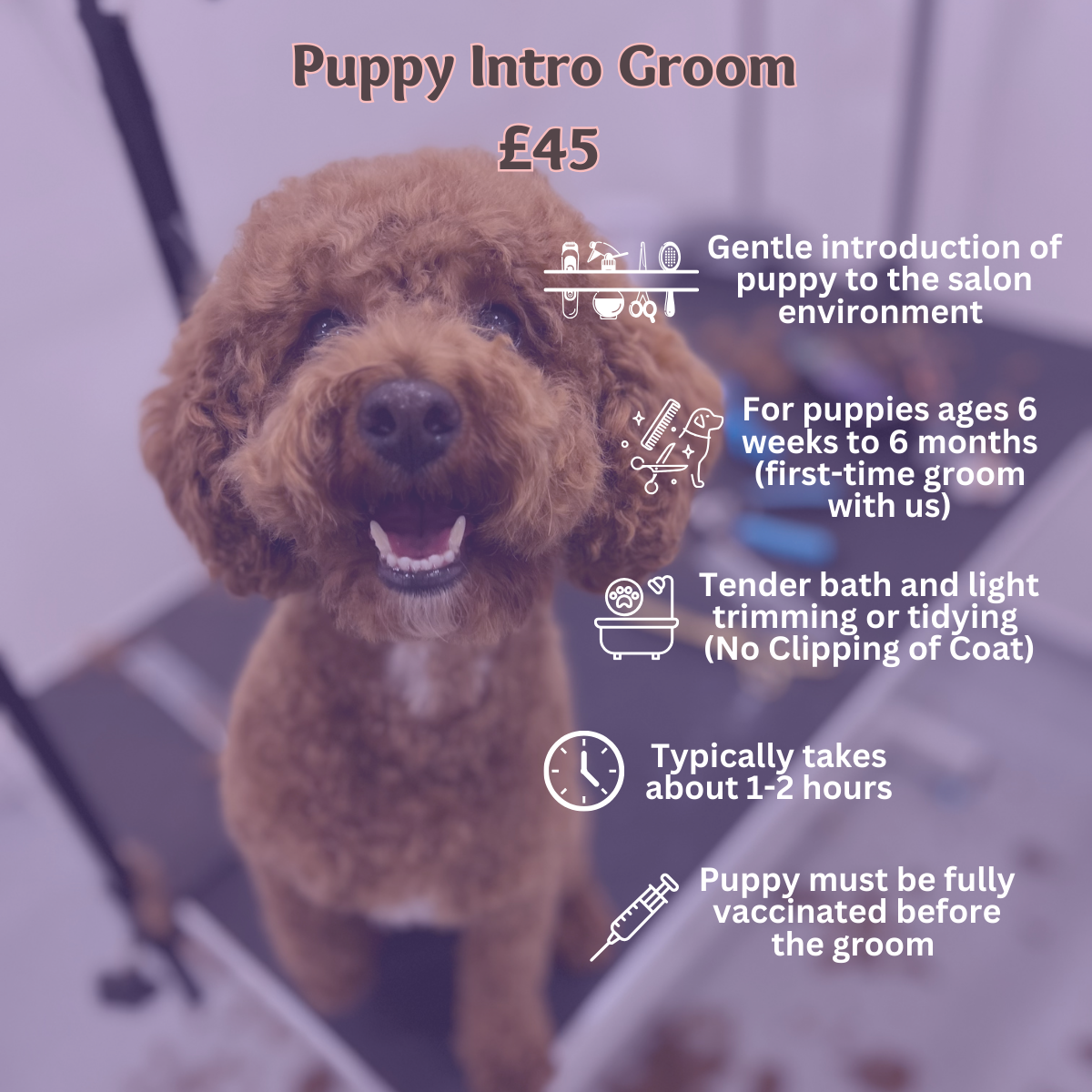 Dog online grooming hours