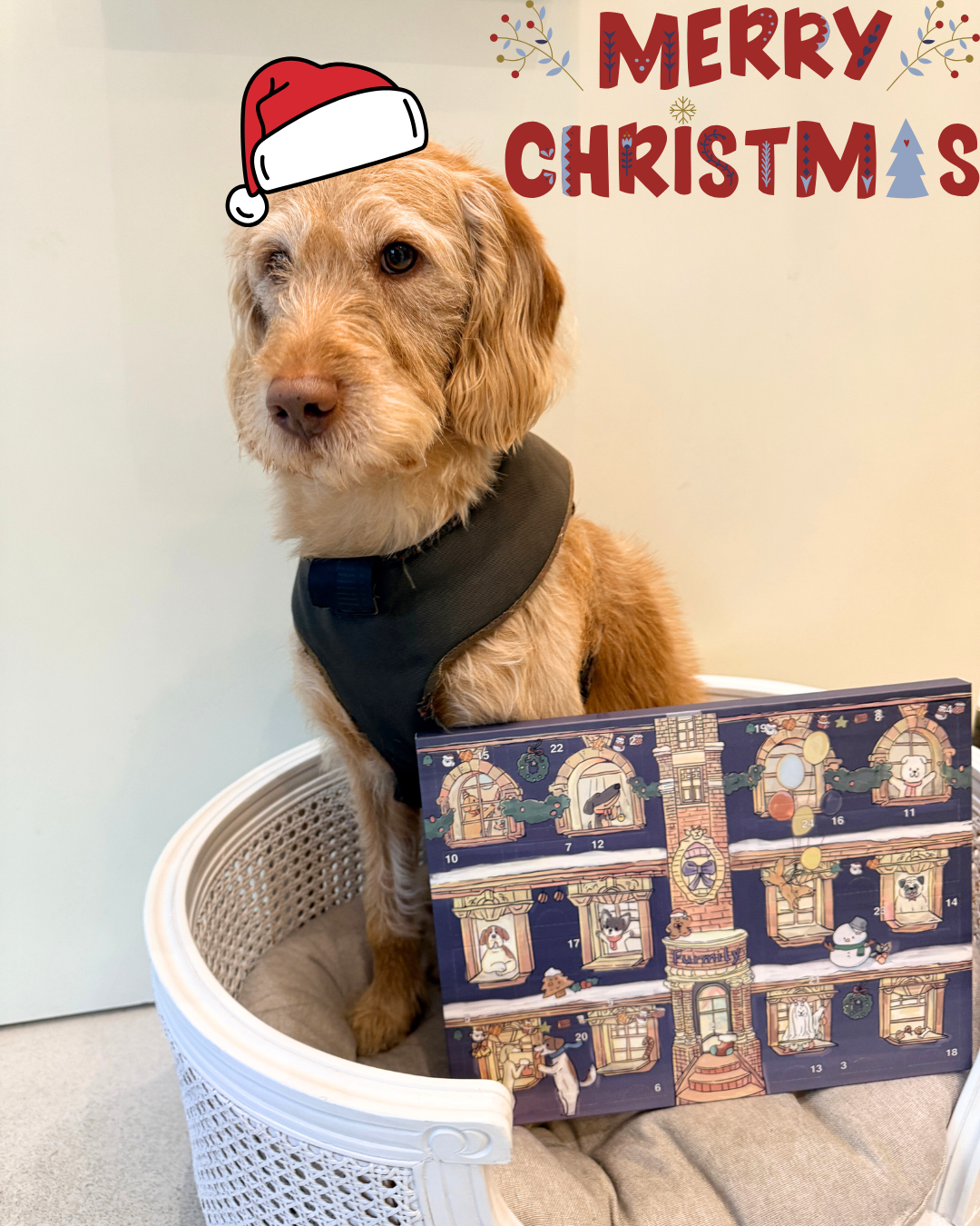Christmas Advent Calendar For Dogs