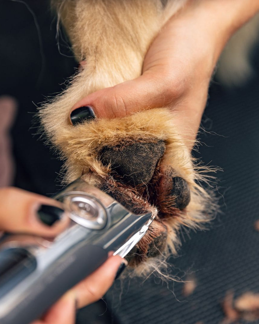 Nail Clipping & Paw Trimming | E20 1BD