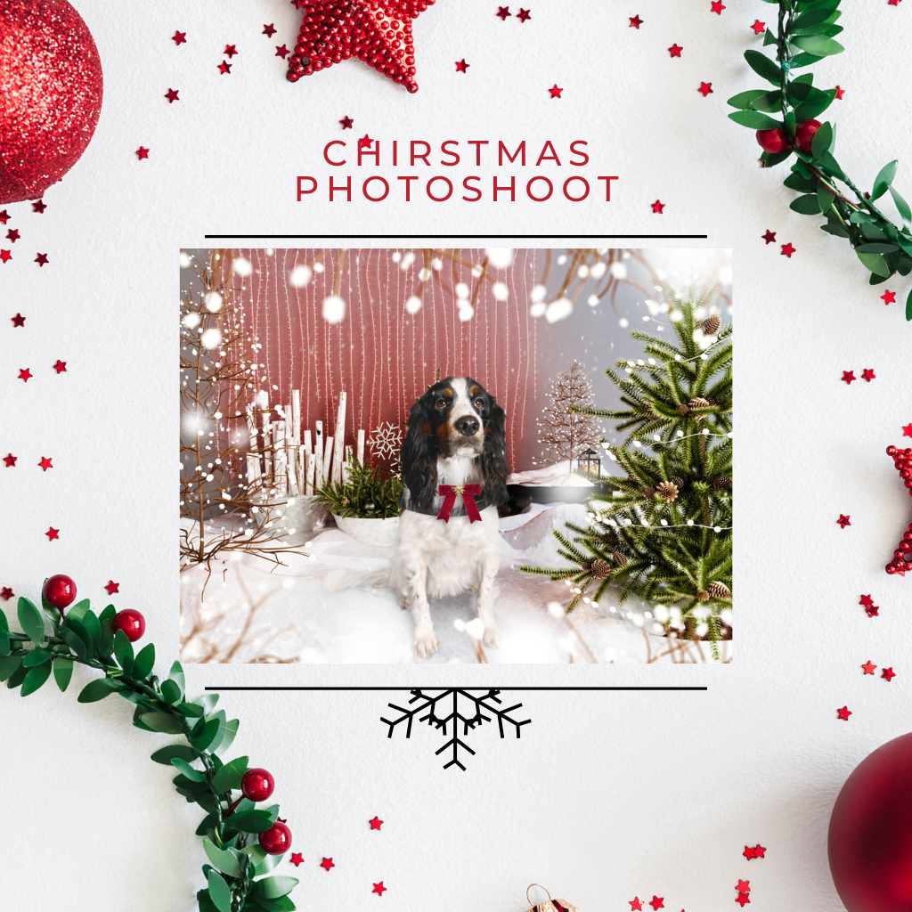 Christmas Photoshoot & Cards
