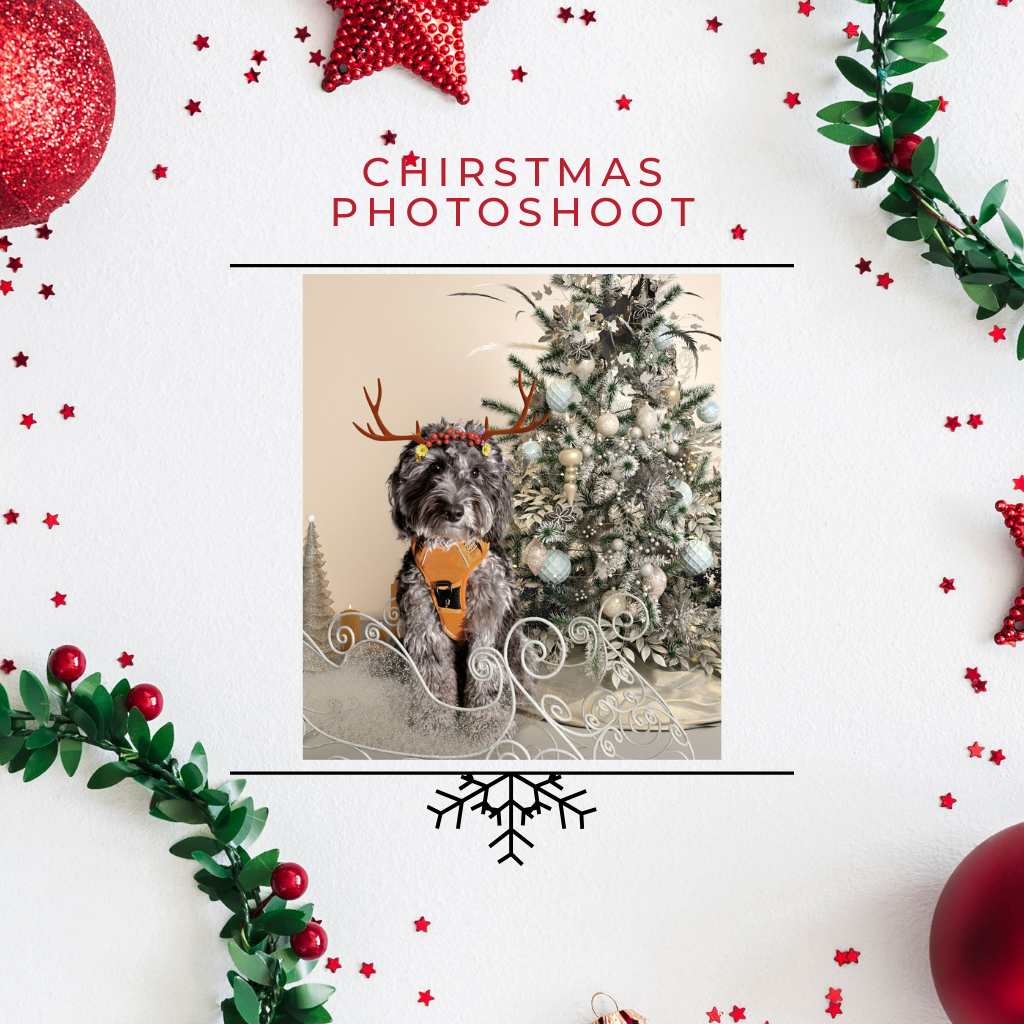 Christmas Photoshoot & Cards
