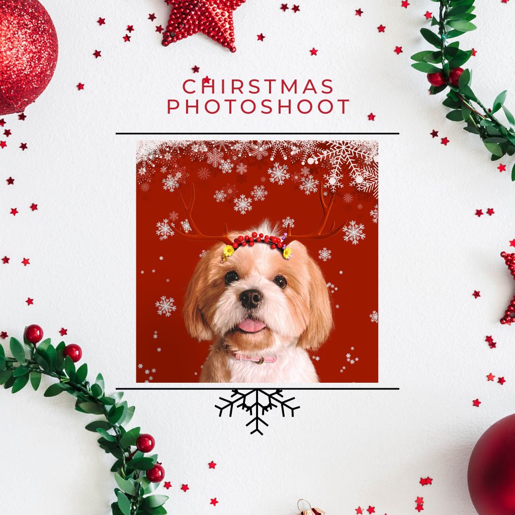 Christmas Photoshoot & Cards