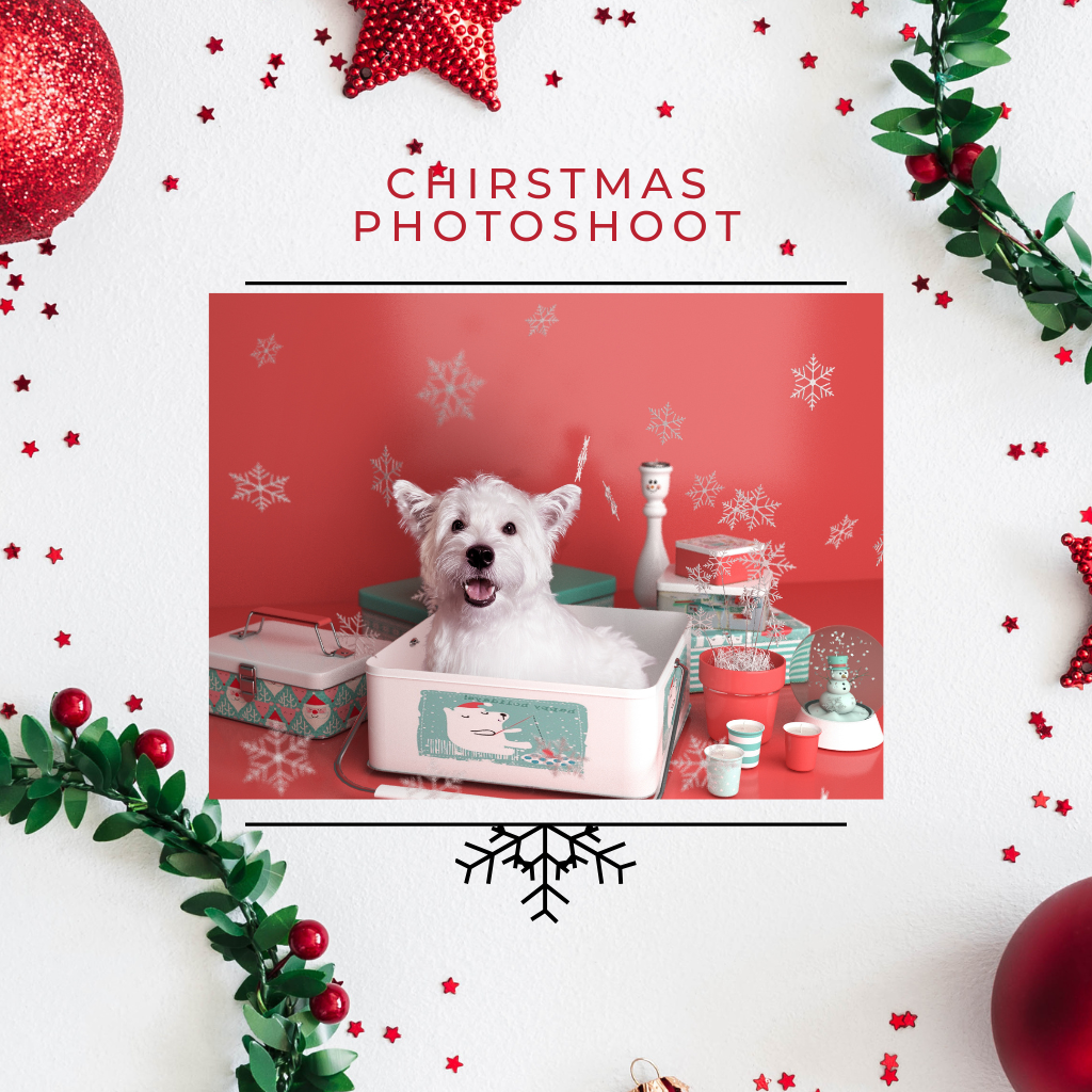 Christmas Photoshoot & Cards