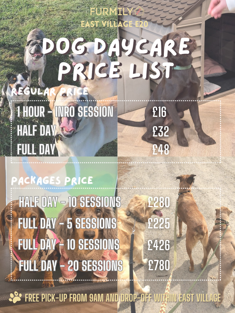 How Much is Dog Daycare: Uncover True Costs & Save Money Today