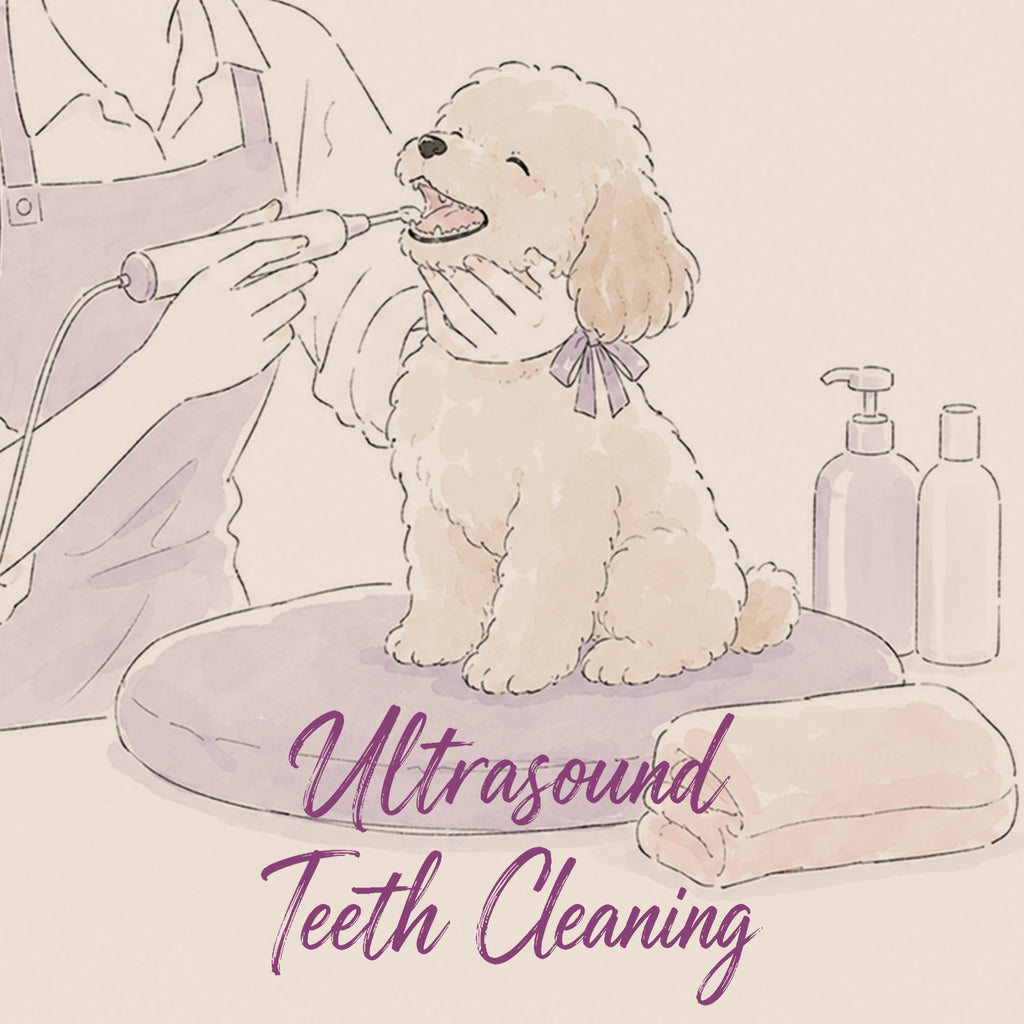 Ultrasound Teeth Cleaning | E20 1BD