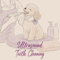 Ultrasound Teeth Cleaning  | SW11 7AY