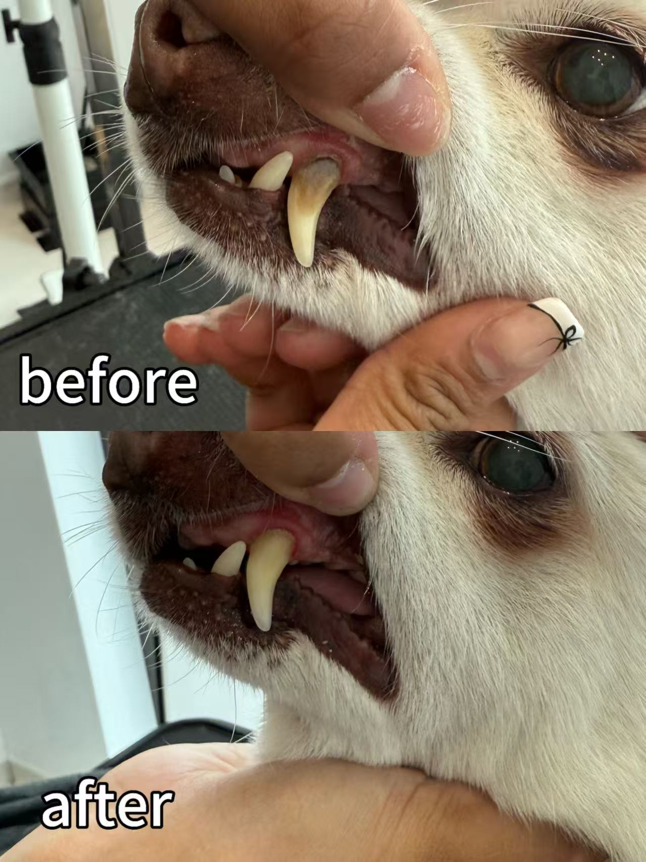 Ultrasound Teeth Cleaning | E20 1BD