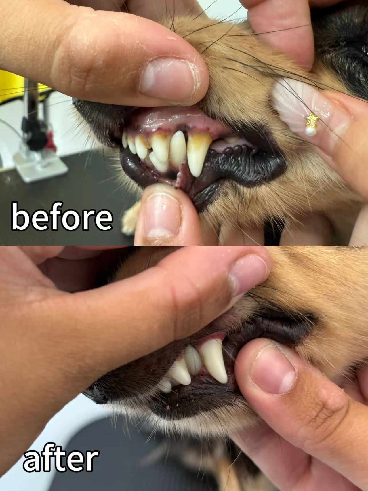 Ultrasound Teeth Cleaning | E20 1BD