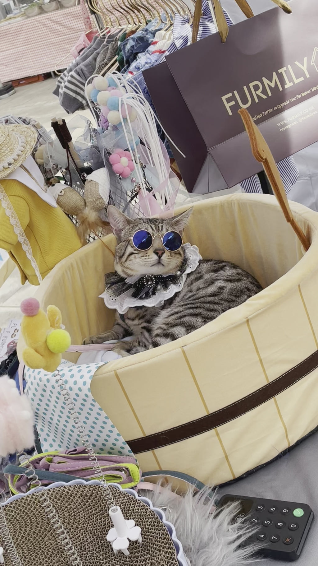 Cat wearing sunglasses