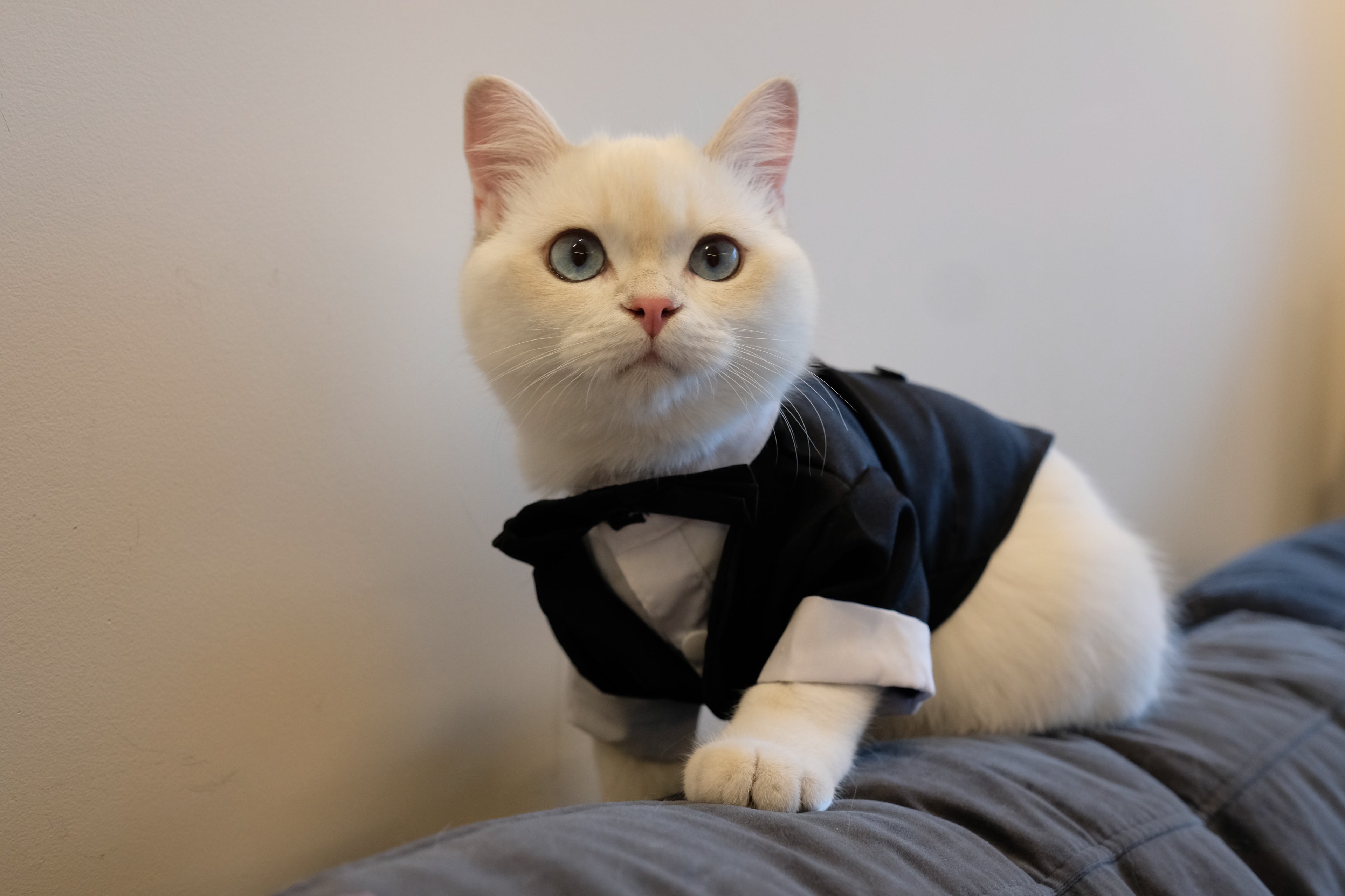 ‘Suit up!’ Black Tie Tuxedo