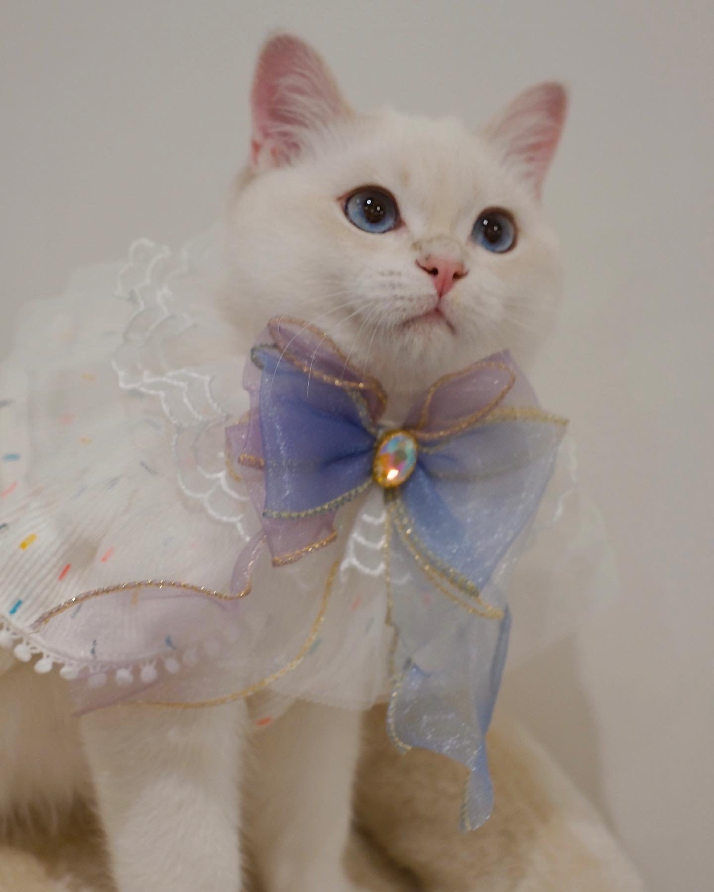 Princess Bow Tie Collar