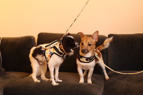 Cartoon Character Harness and Leash Set