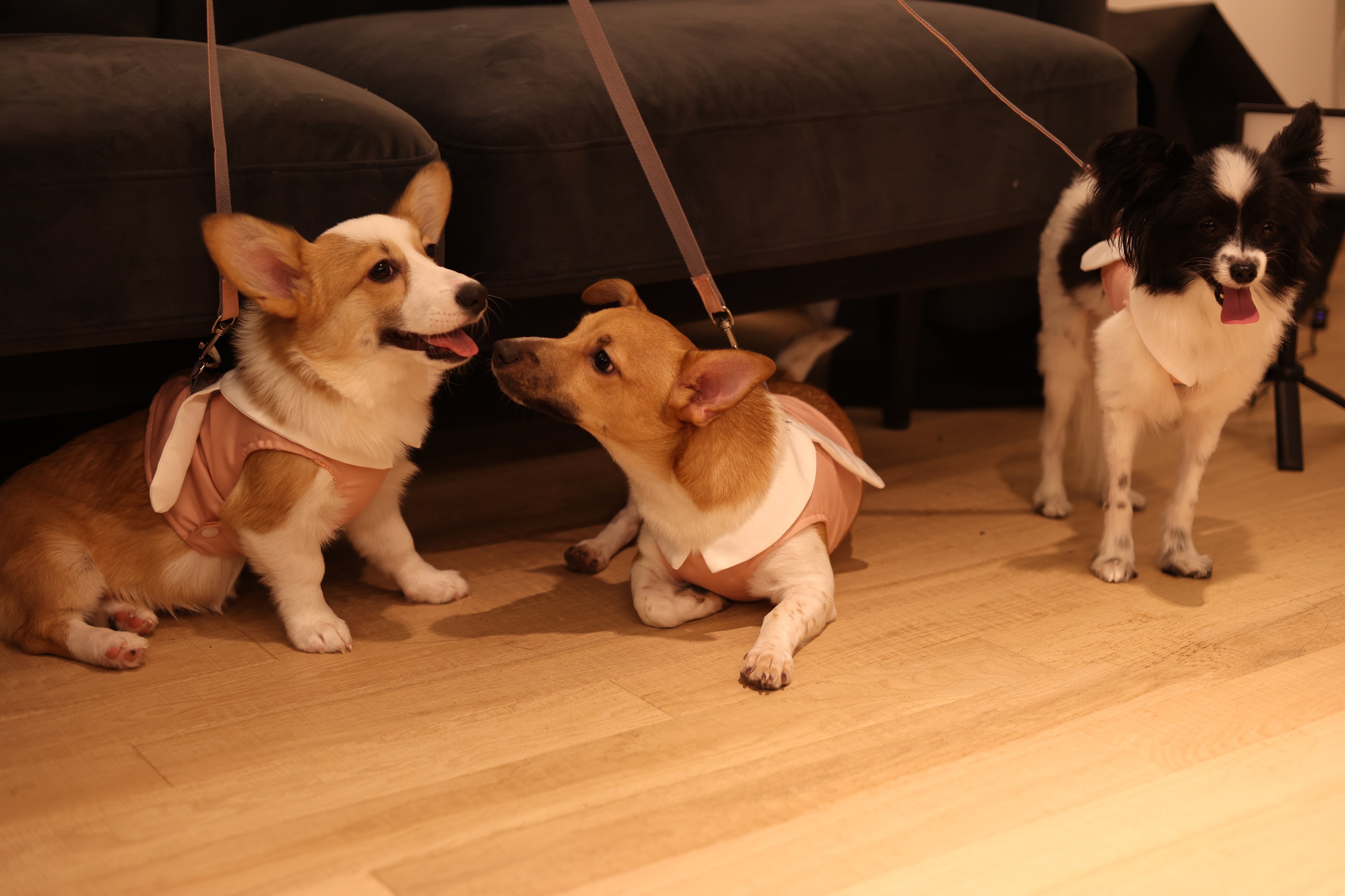 Bunny Harness and Leash Set