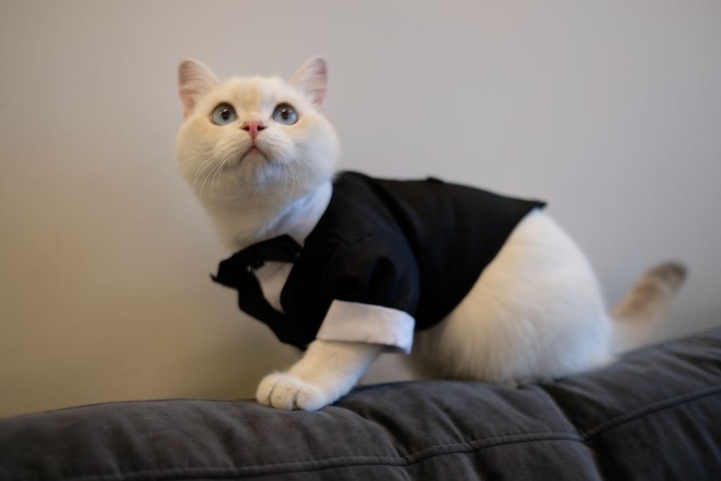 ‘Suit up!’ Black Tie Tuxedo