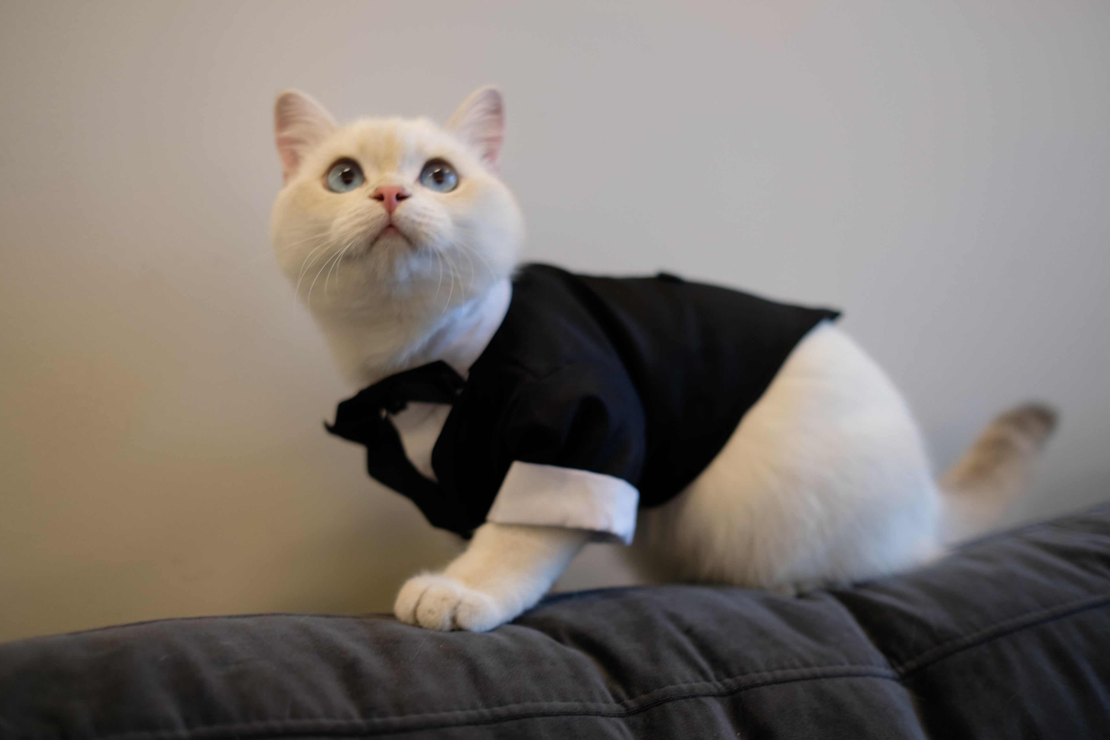 ‘Suit up!’ Black Tie Tuxedo