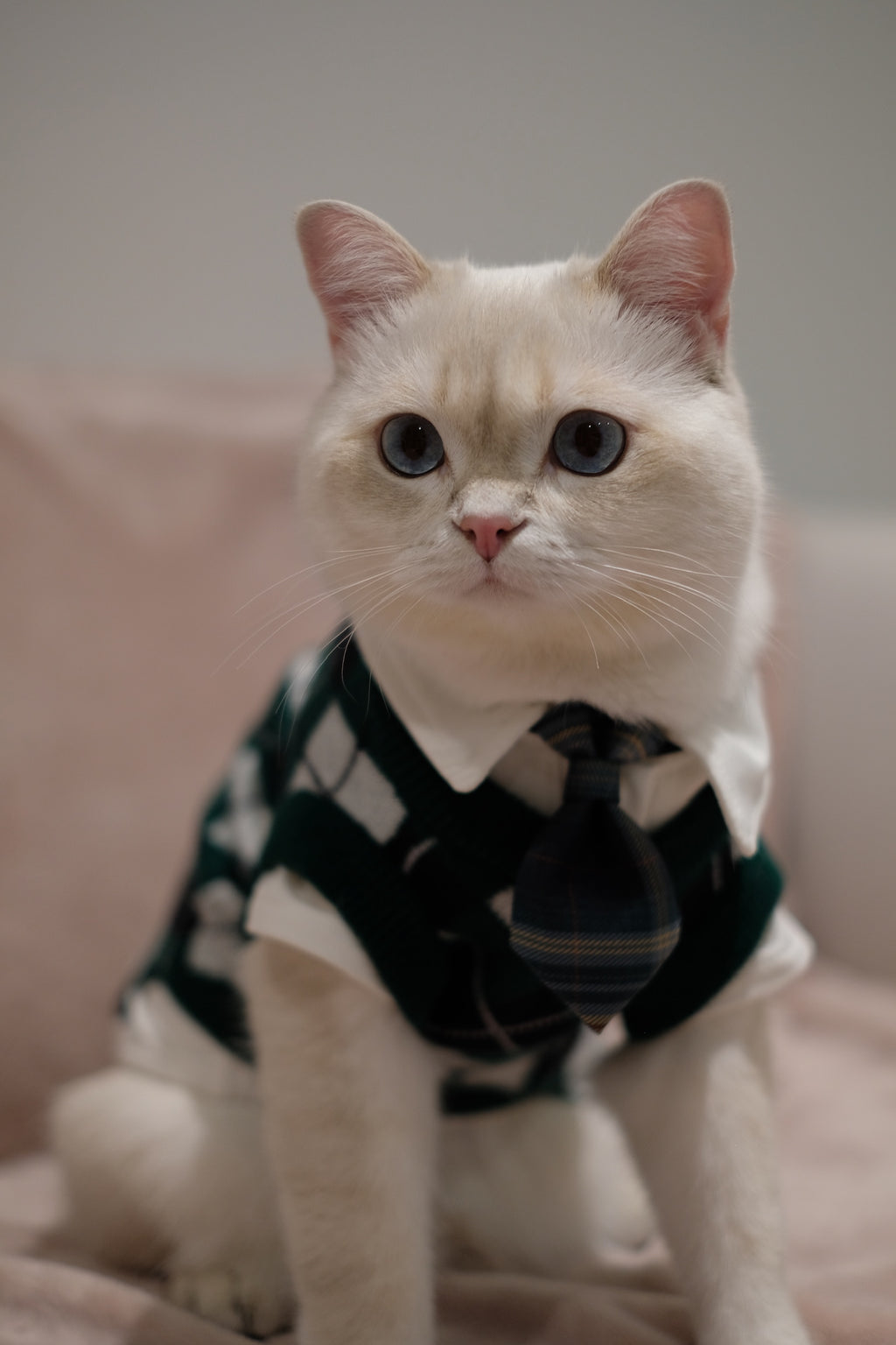 School Uniform | Harry Potter Jumper for Cats & Dogs