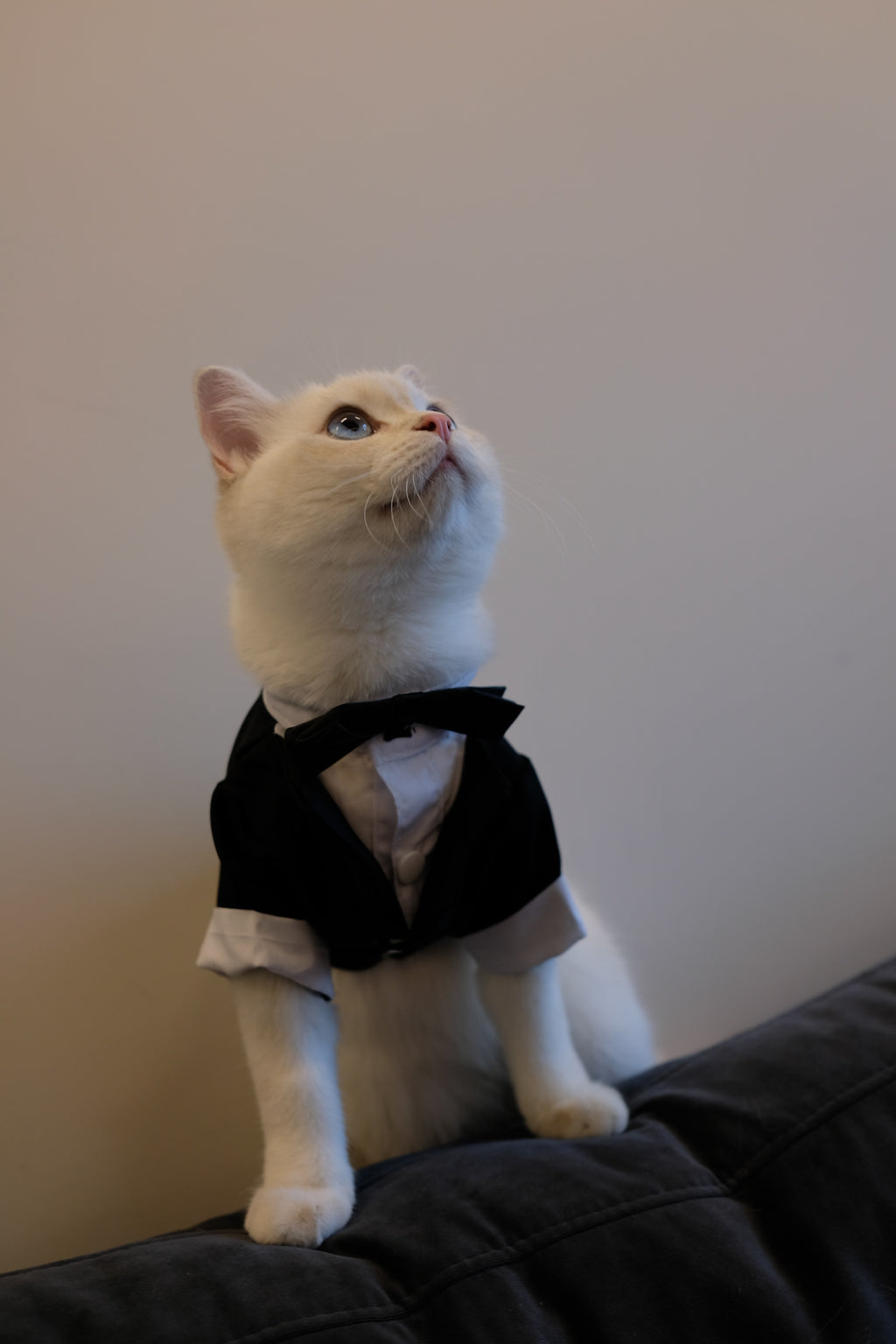 ‘Suit up!’ Black Tie Tuxedo