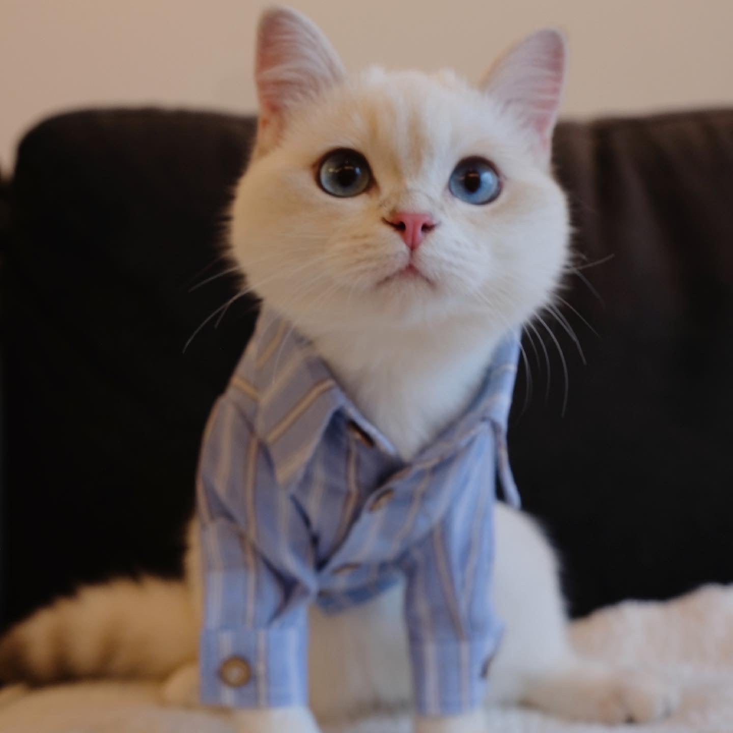 Linen Mix Shirt with Blue Stripe
