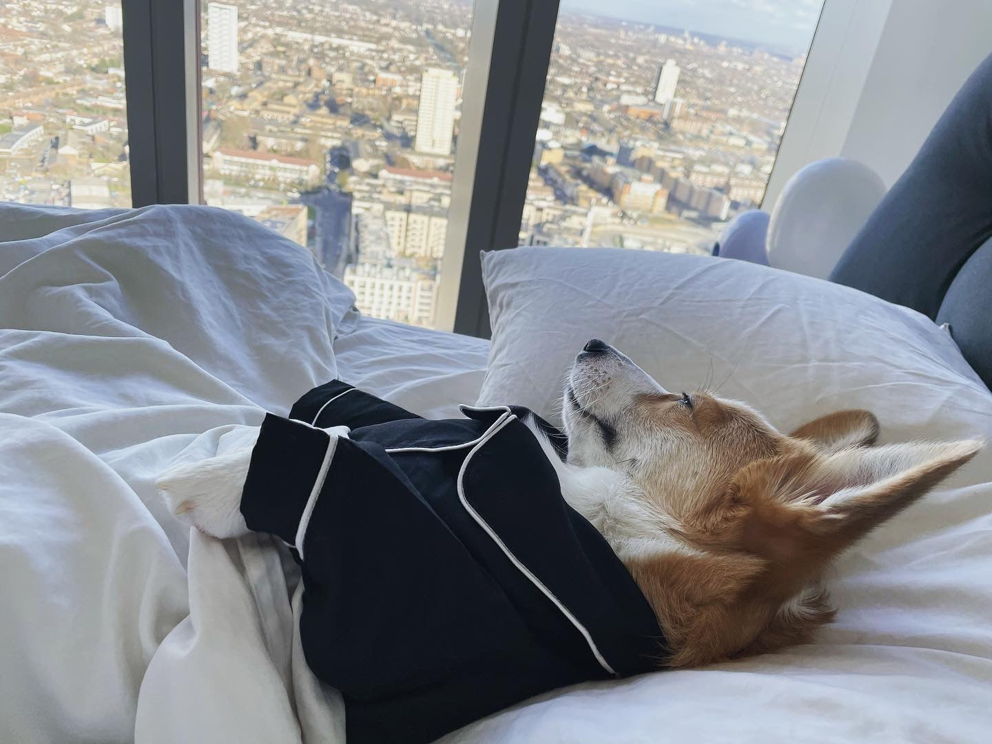 'PAW'jamas - Designer Pyjamas