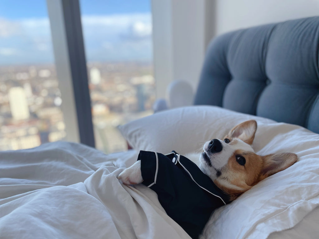 'PAW'jamas - Designer Pyjamas