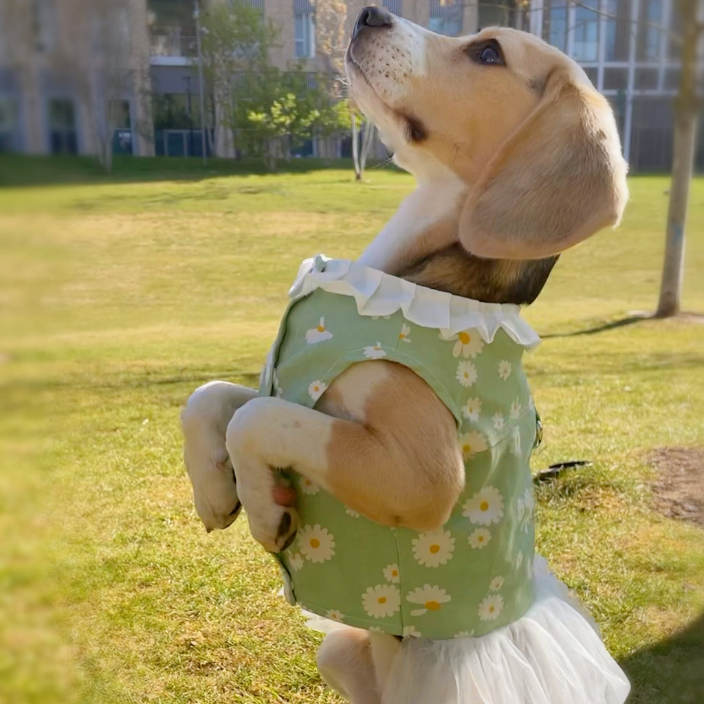 Daisy Print Summer Harness Dress