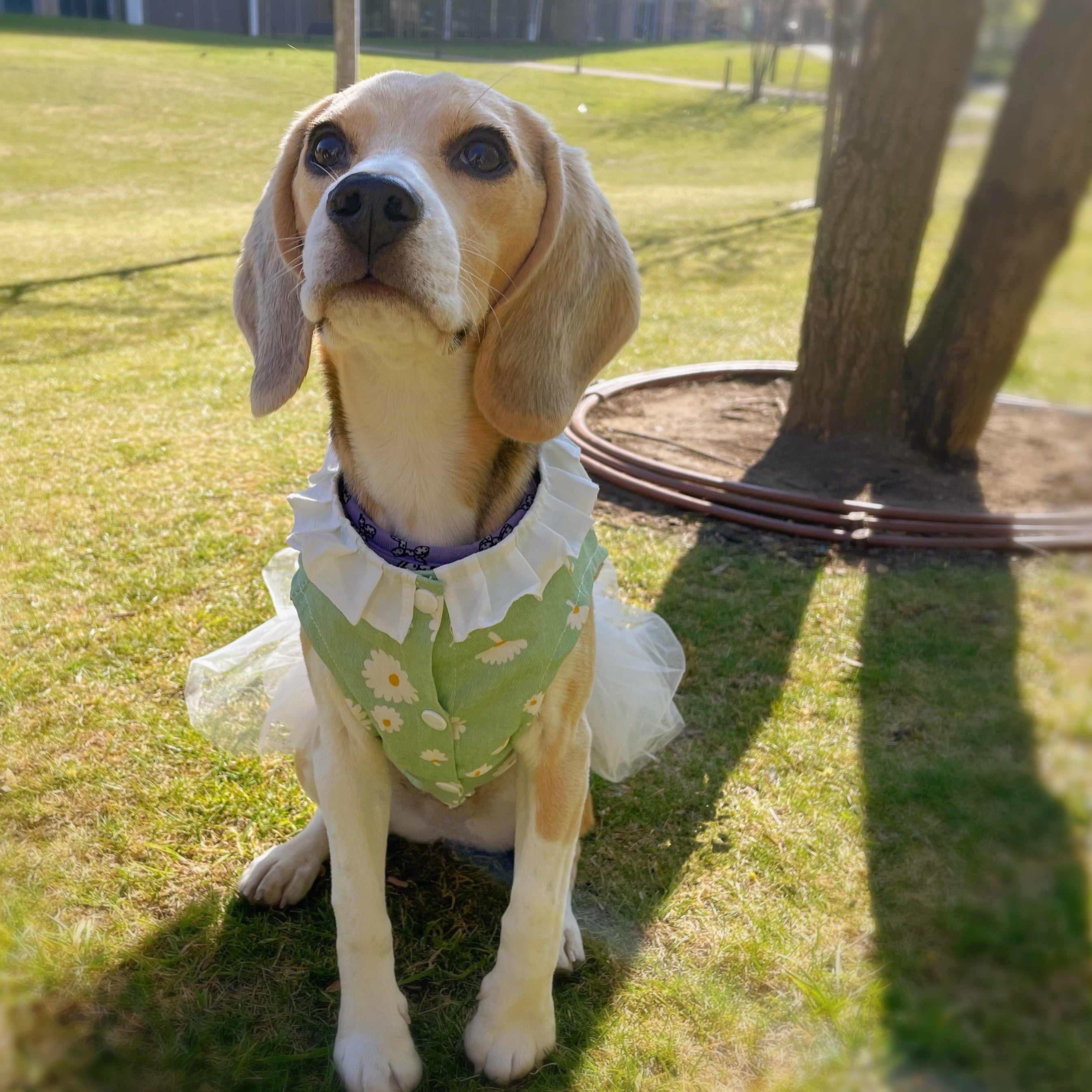Daisy Print Summer Harness Dress