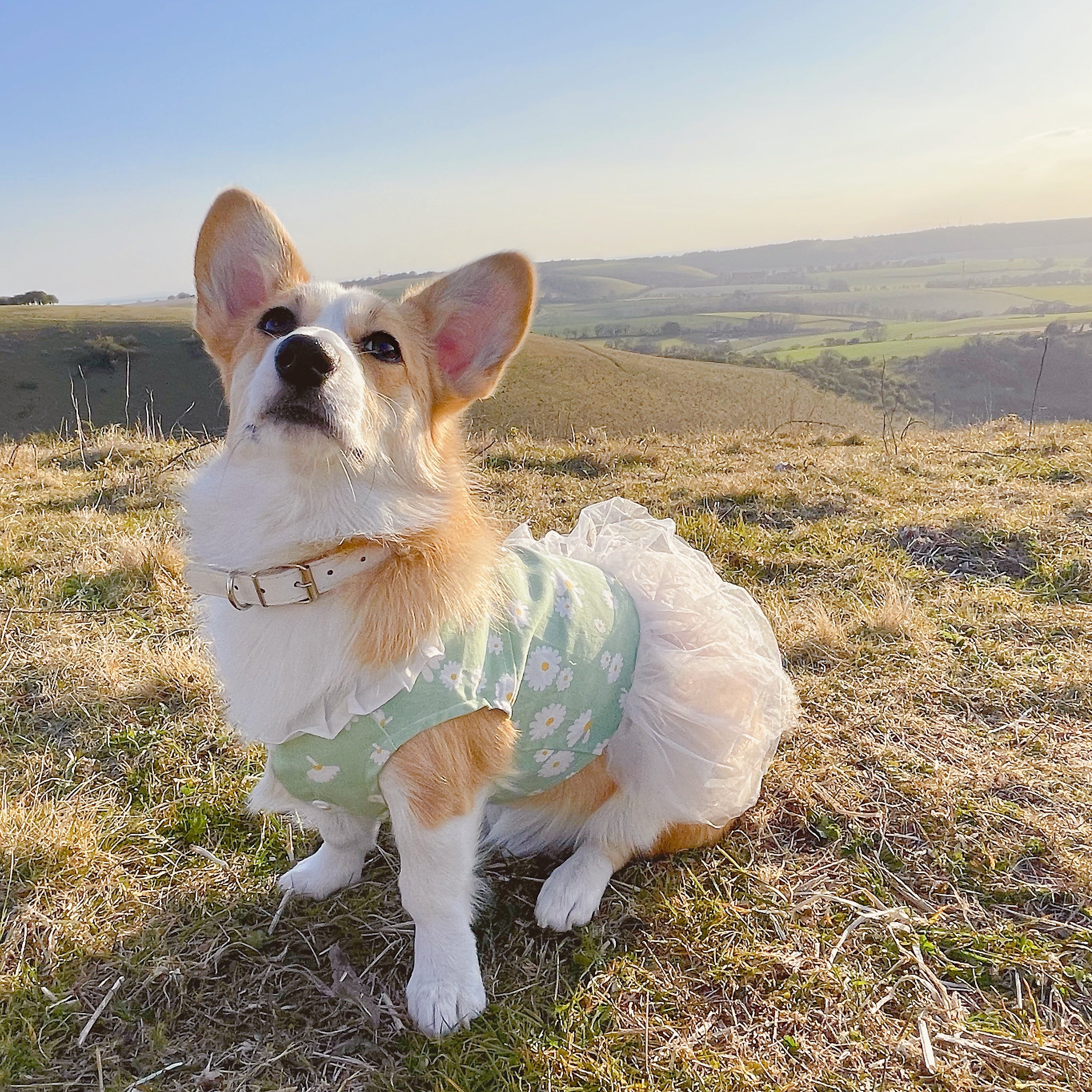 Daisy Print Summer Harness Dress