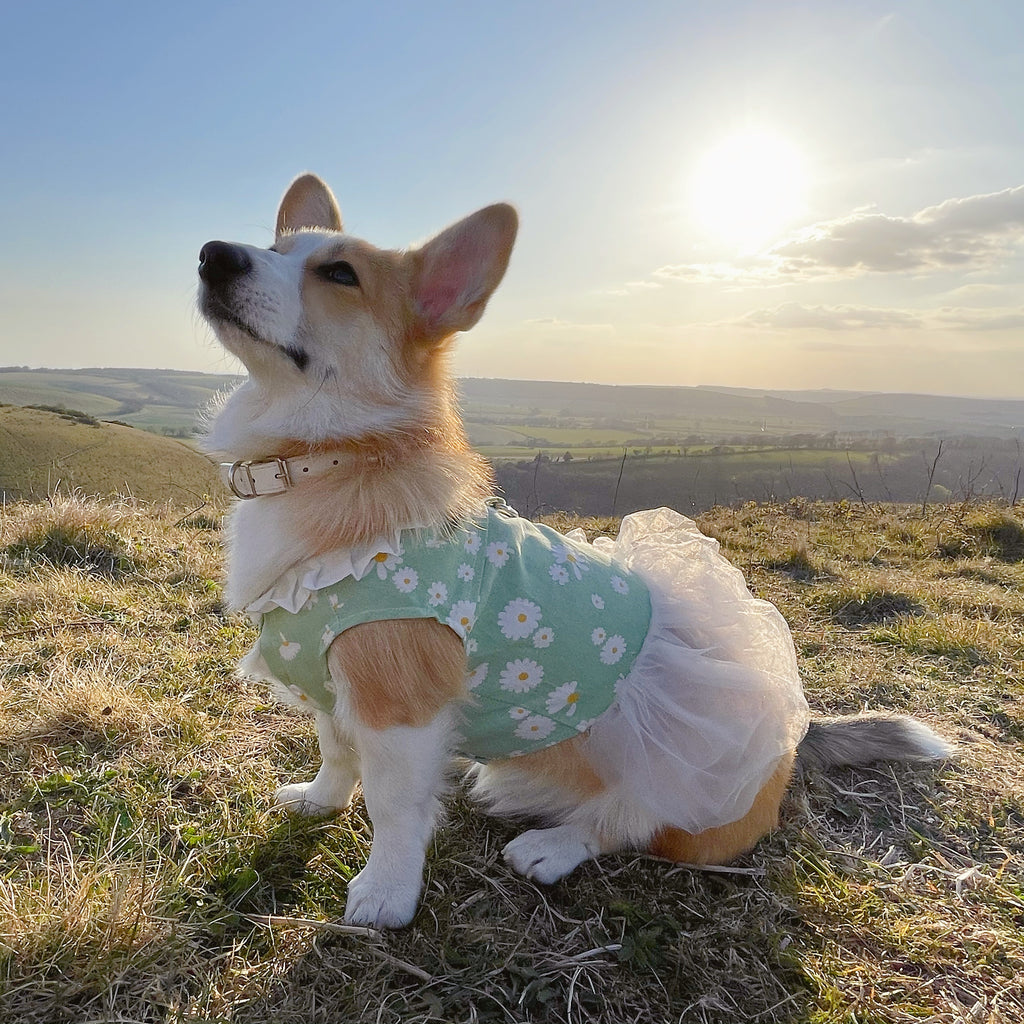 Daisy Print Summer Harness Dress