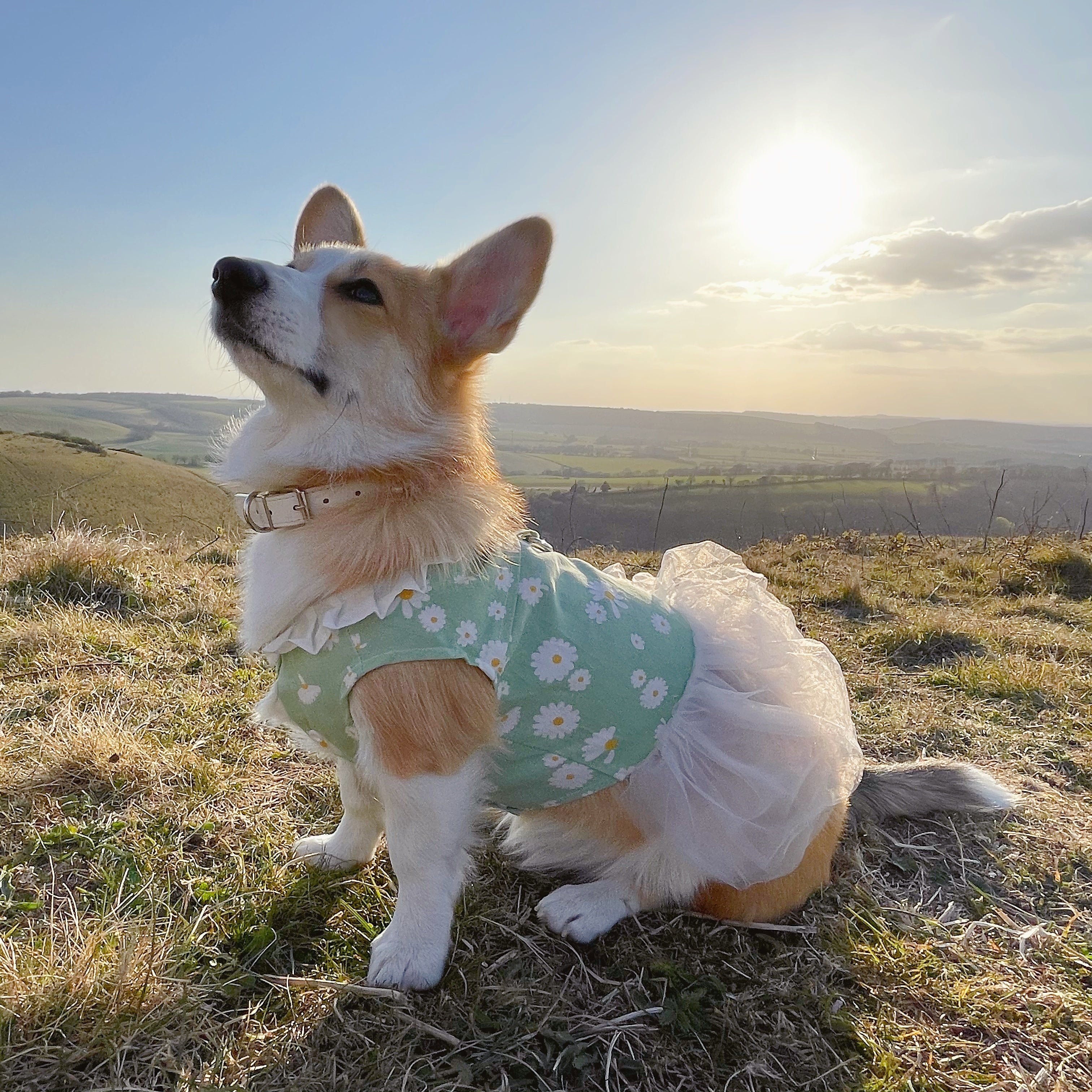 Daisy Print Summer Harness Dress