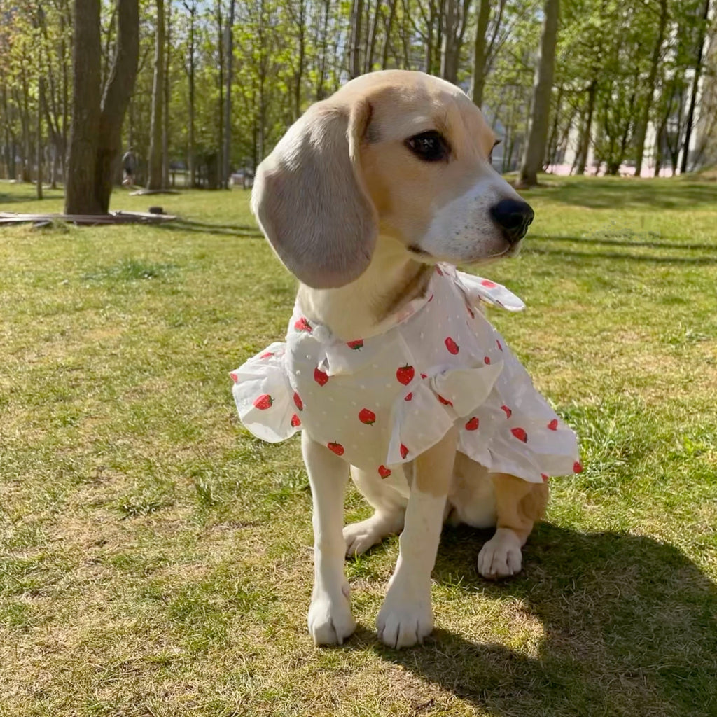 Strawberry Summer Dress