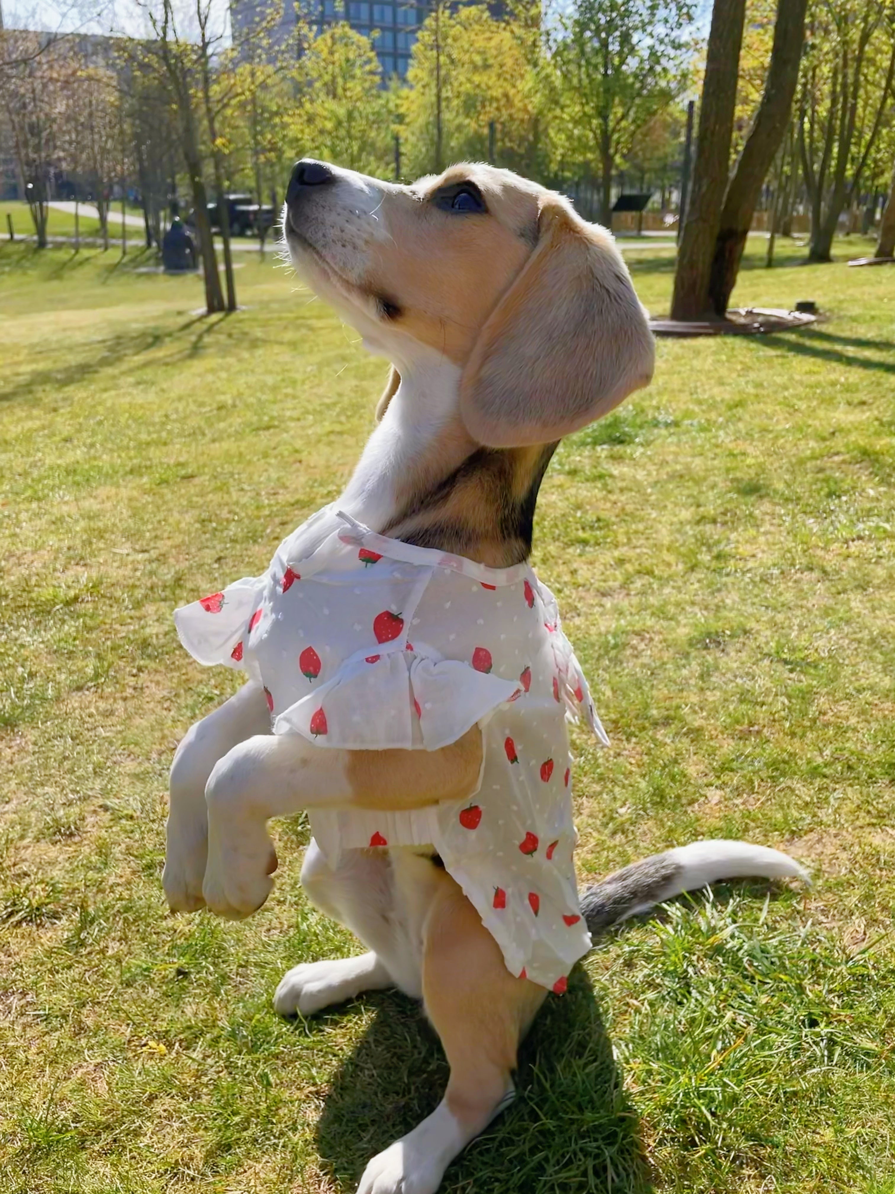 Strawberry Summer Dress