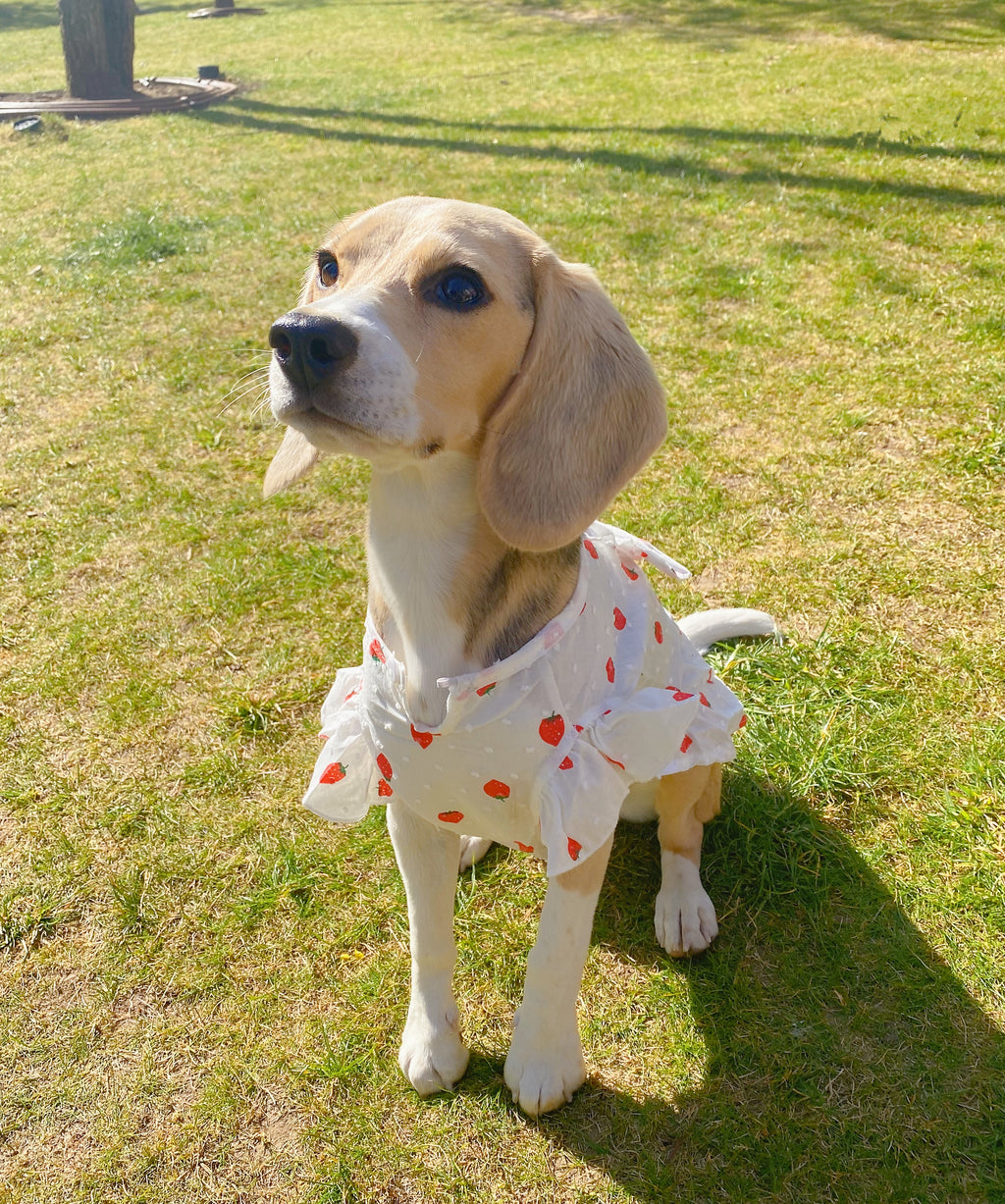 Strawberry Summer Dress