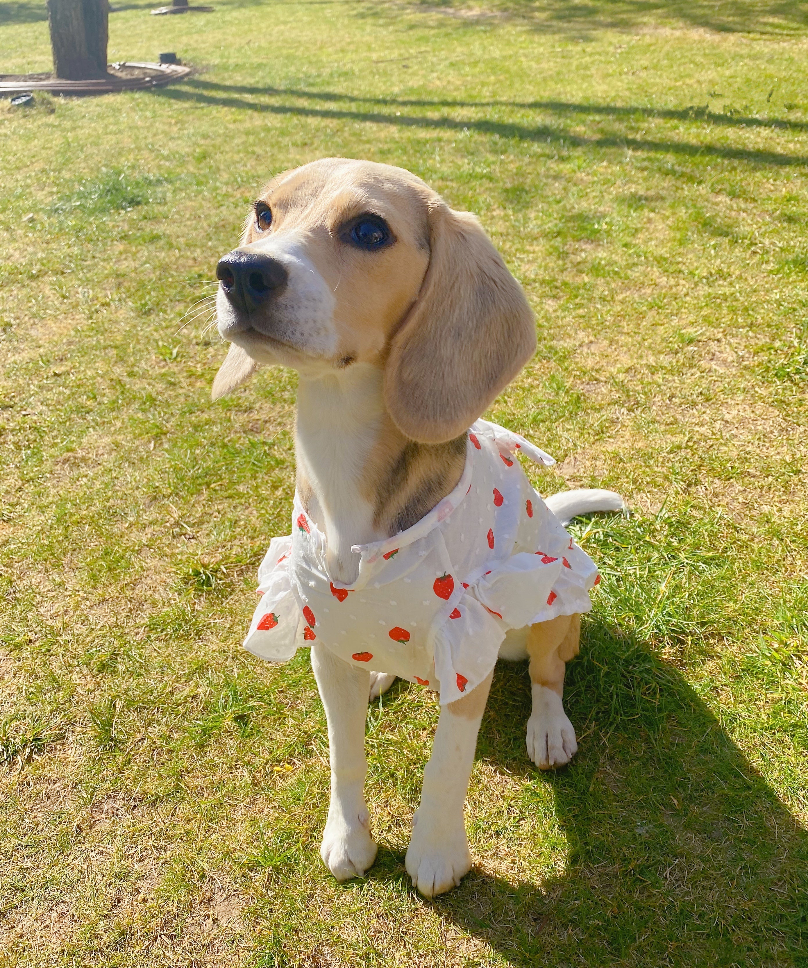 Strawberry Summer Dress