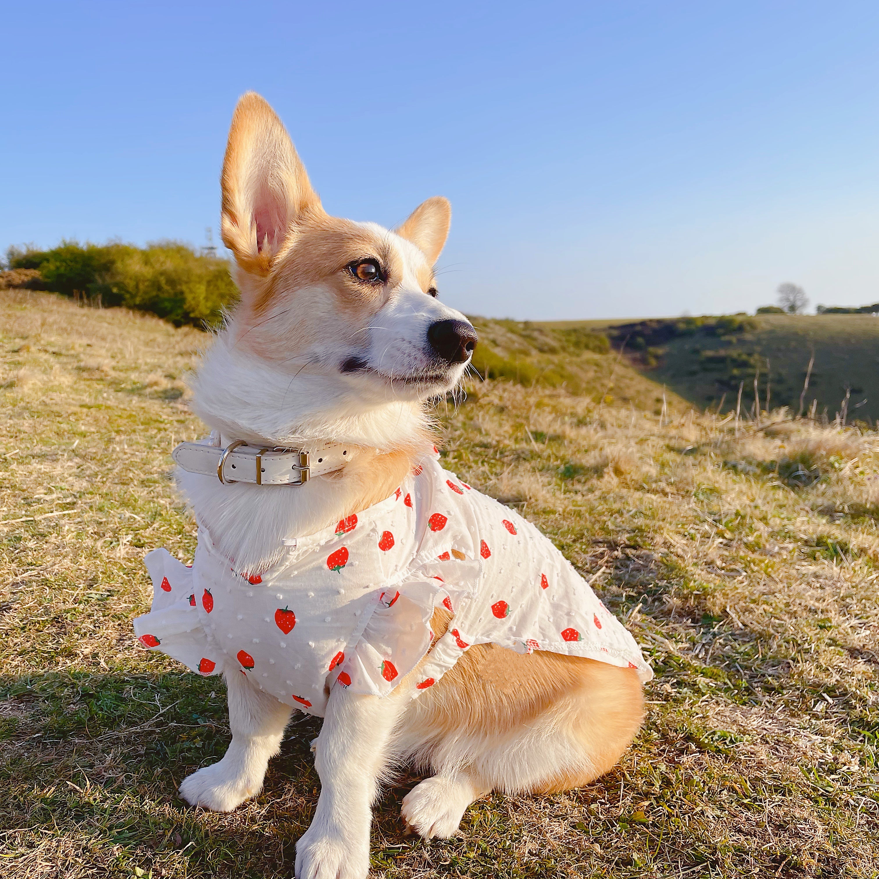 Strawberry Summer Dress