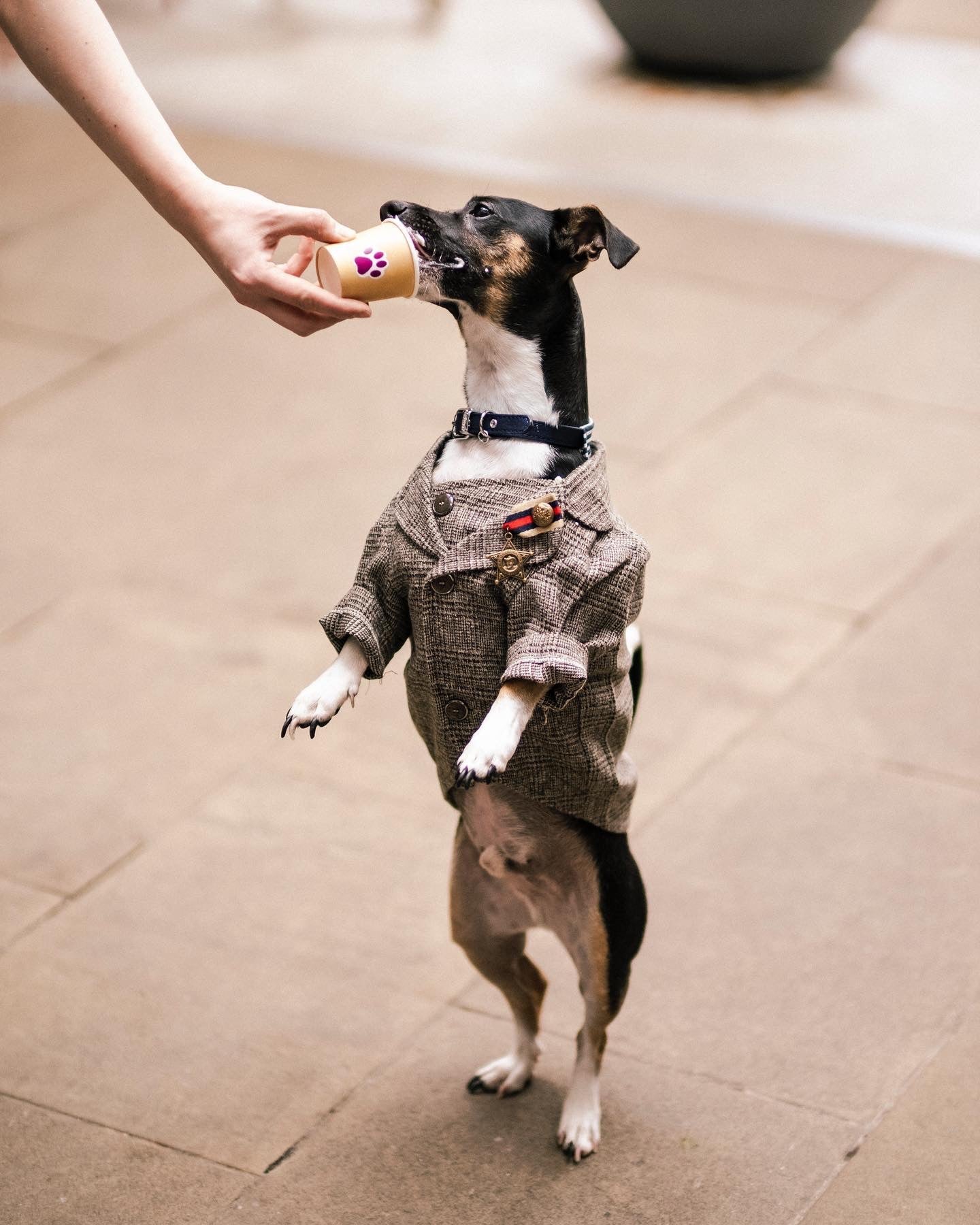 'Suit Up!' Hand Made Dog Suit (Blazer & Vest)