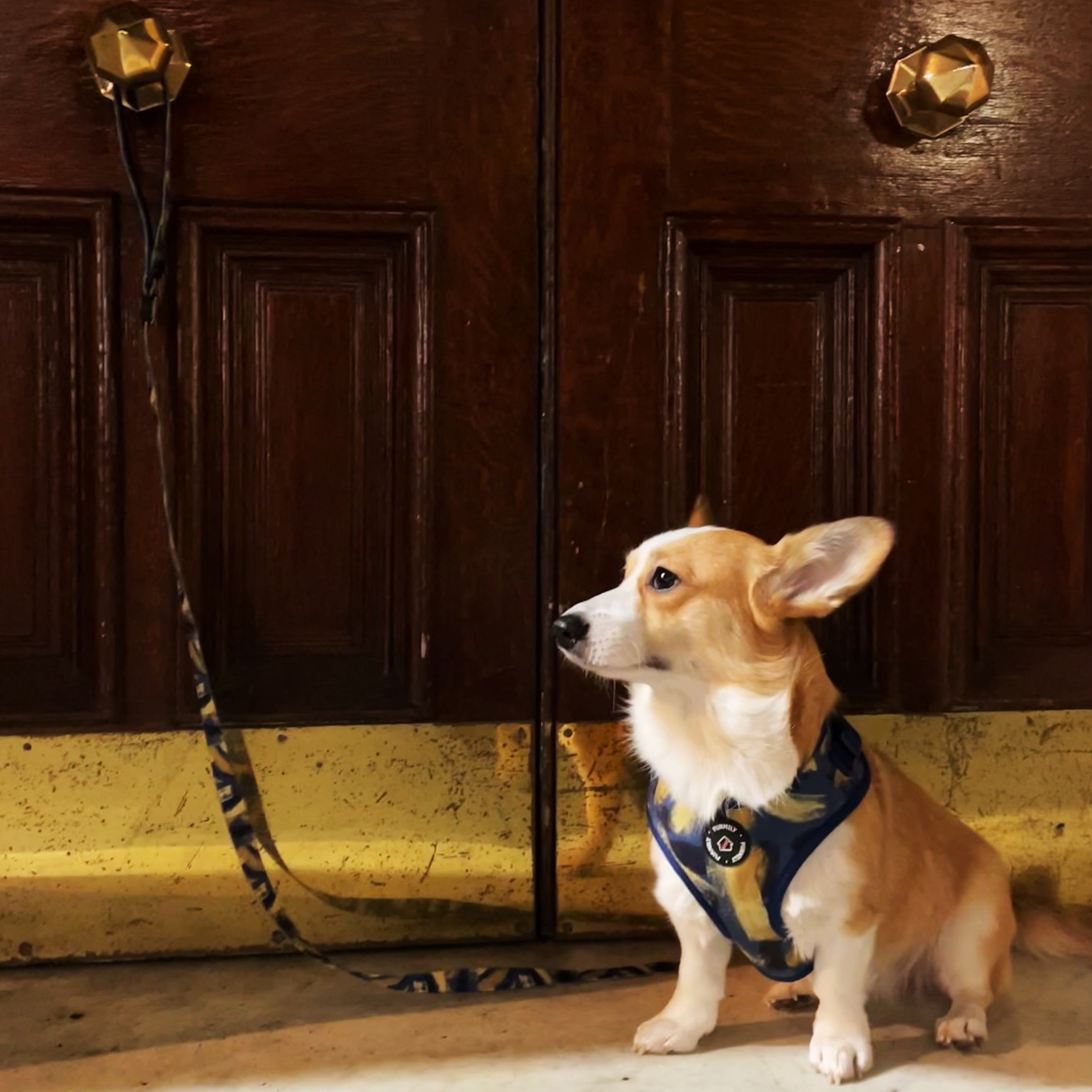 Walk Essentials | "Brush My Life" | Adjustable Harness & Lead