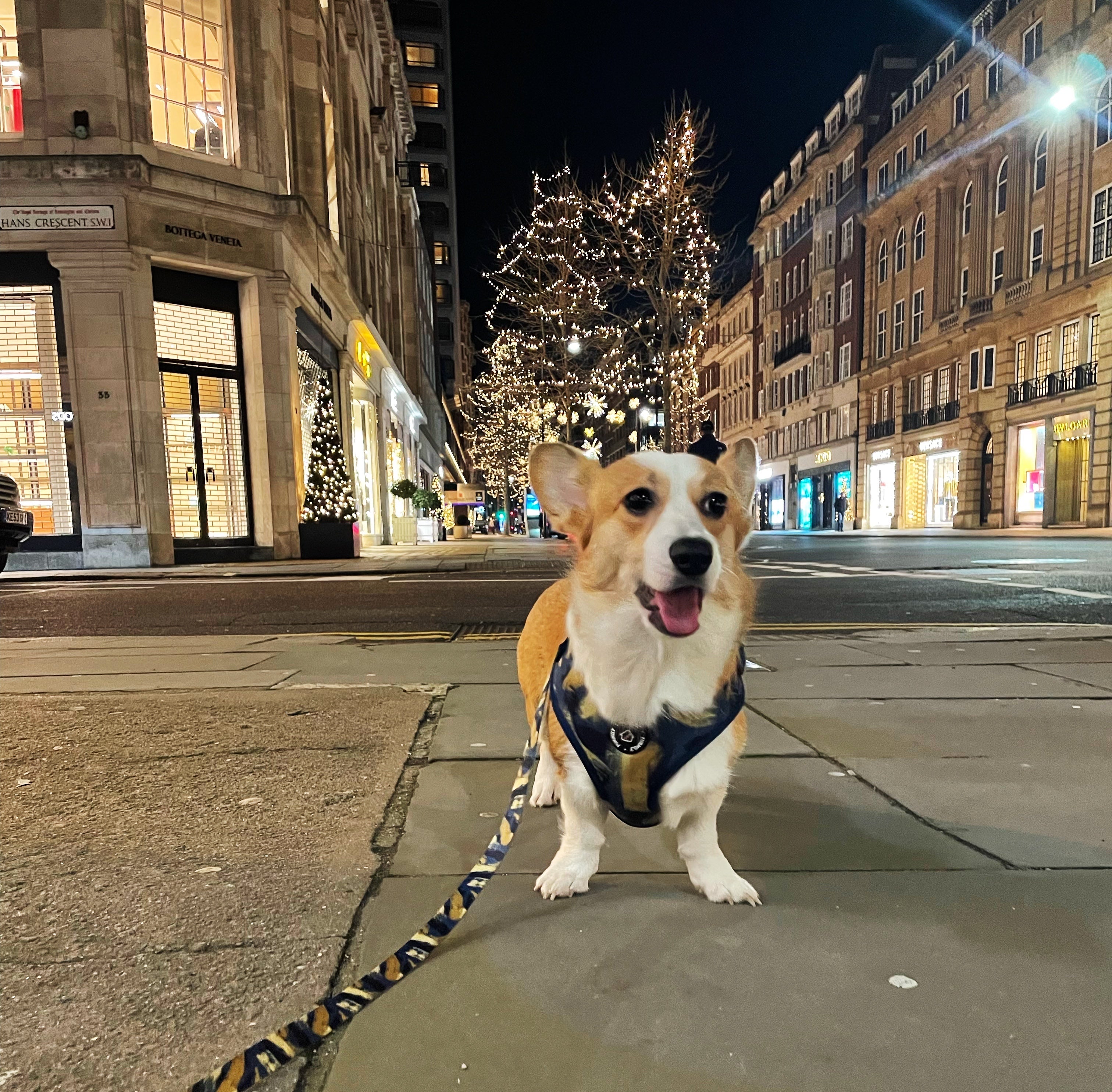 Walk Essentials | "Brush My Life" | Adjustable Harness & Lead