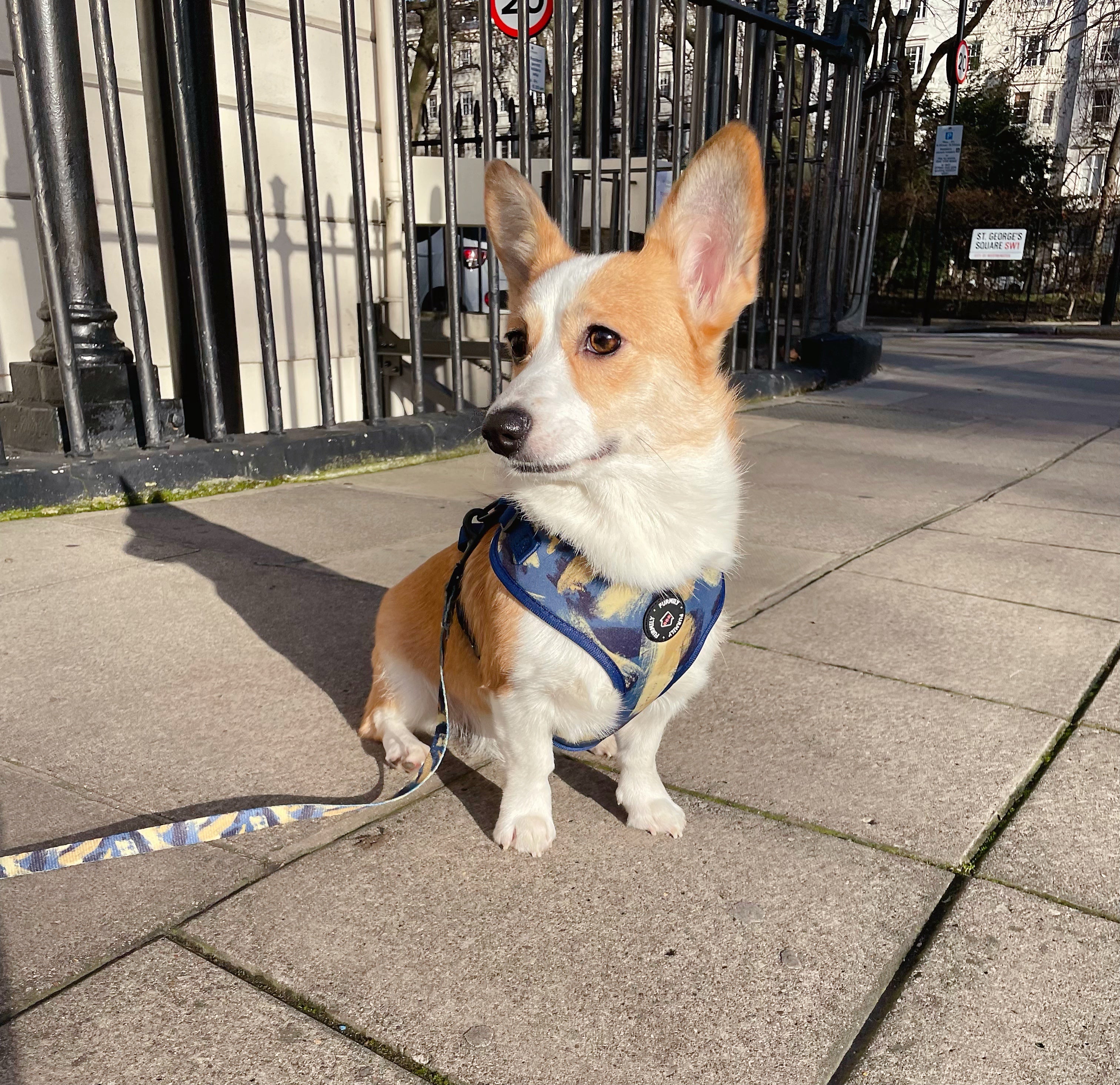 Walk Essentials | "Brush My Life" | Adjustable Harness & Lead