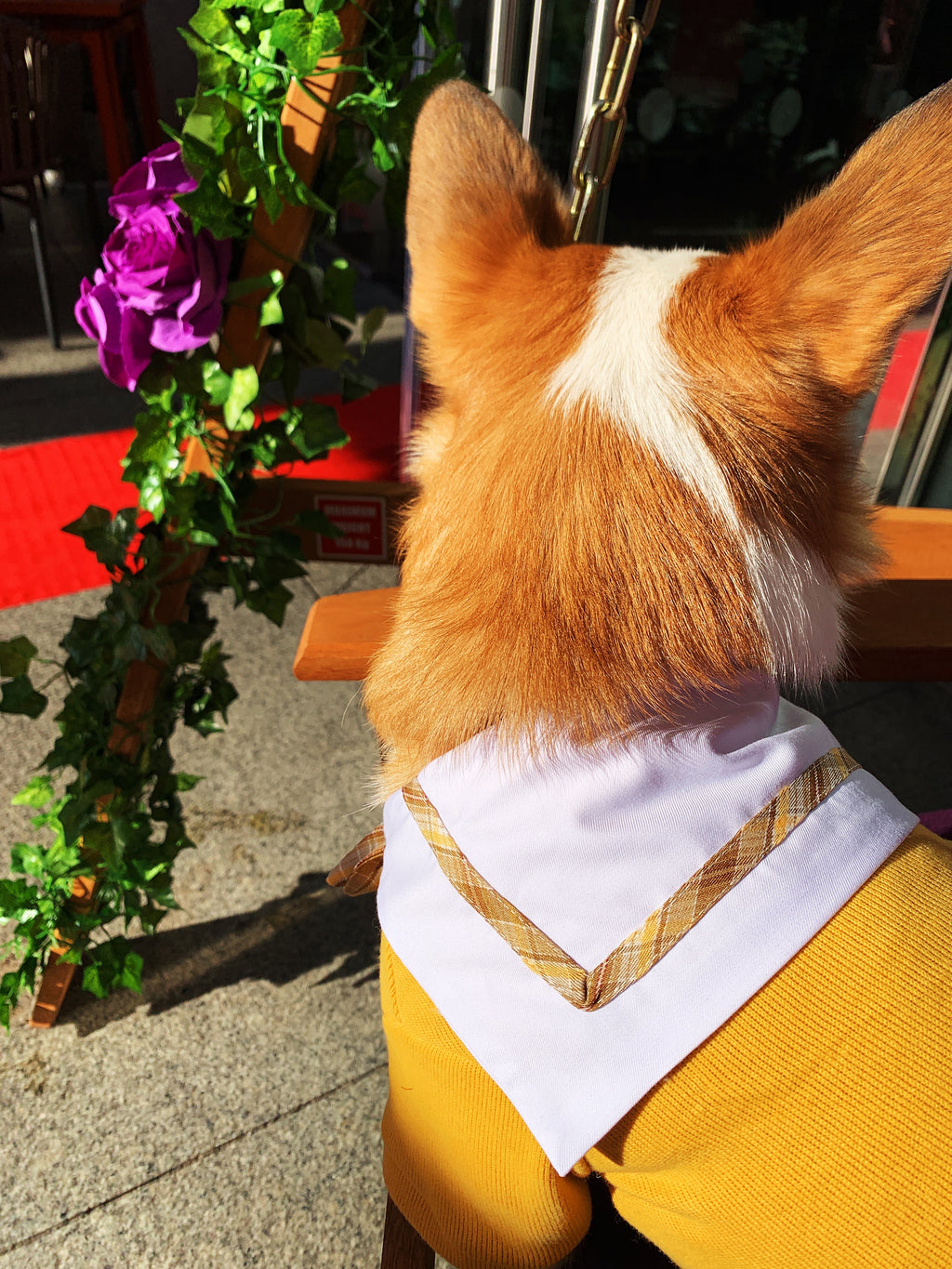 School Uniform | Sailor Dress for Cats & Dogs