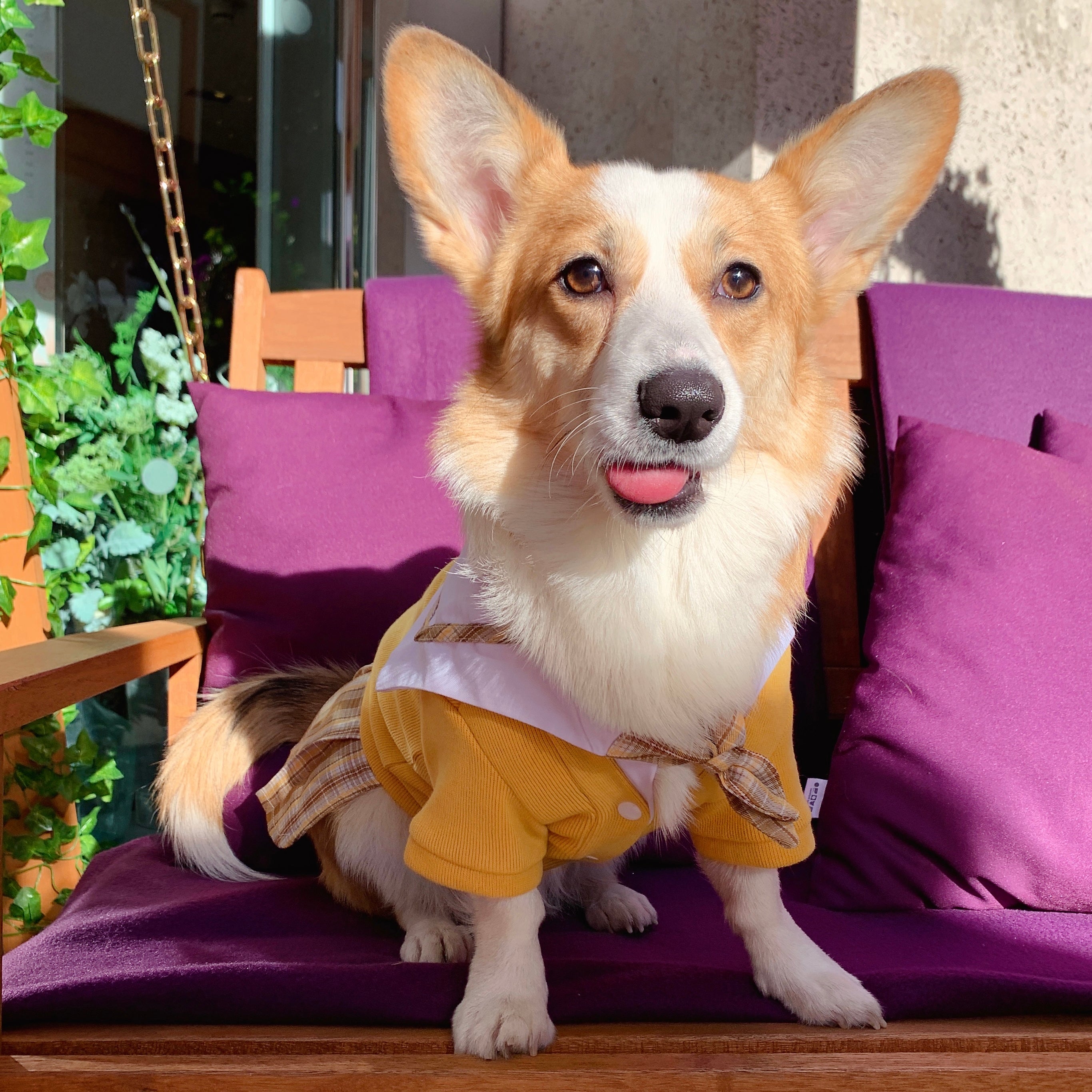 School Uniform | Sailor Dress for Cats & Dogs