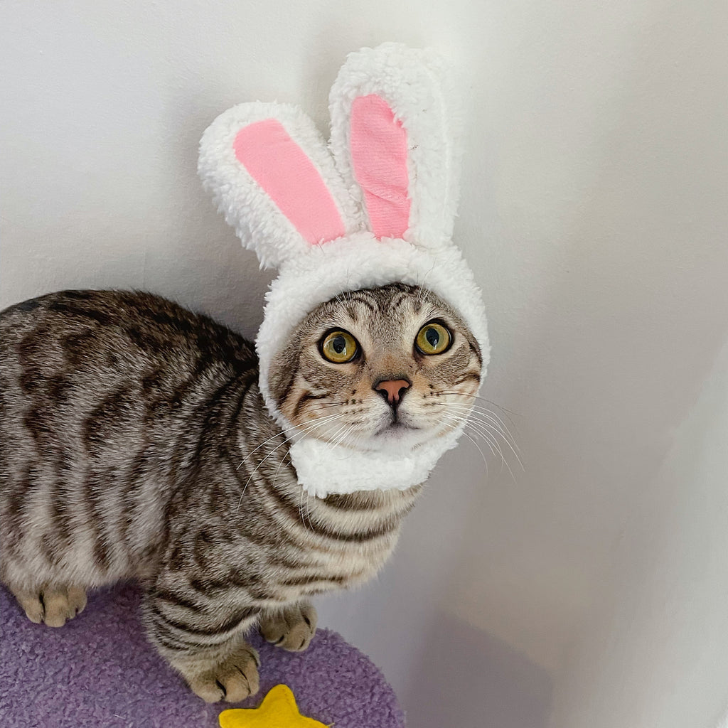 Easter Cat Hat