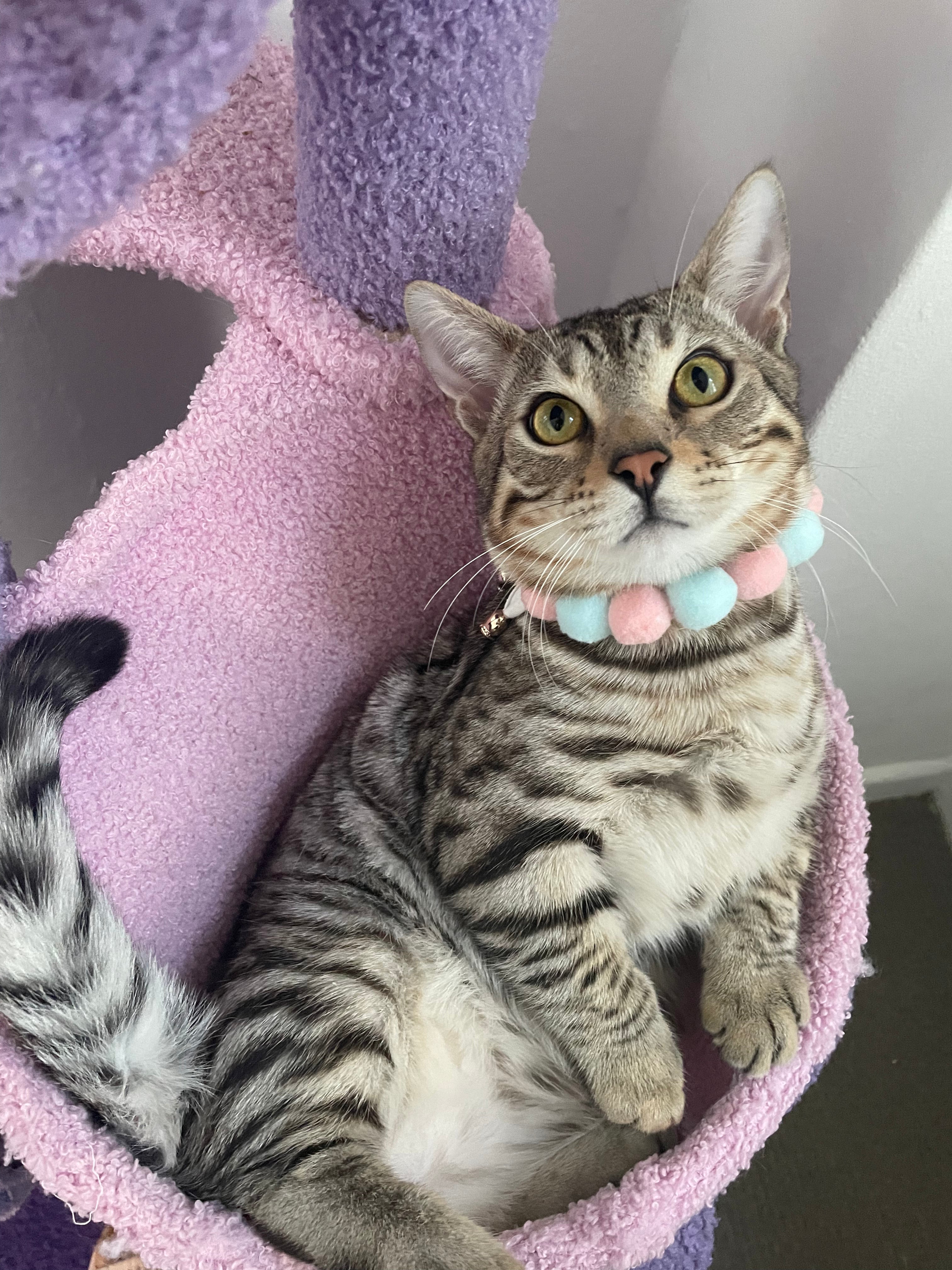 Handmade Easter Egg Collars for Cats & Dogs