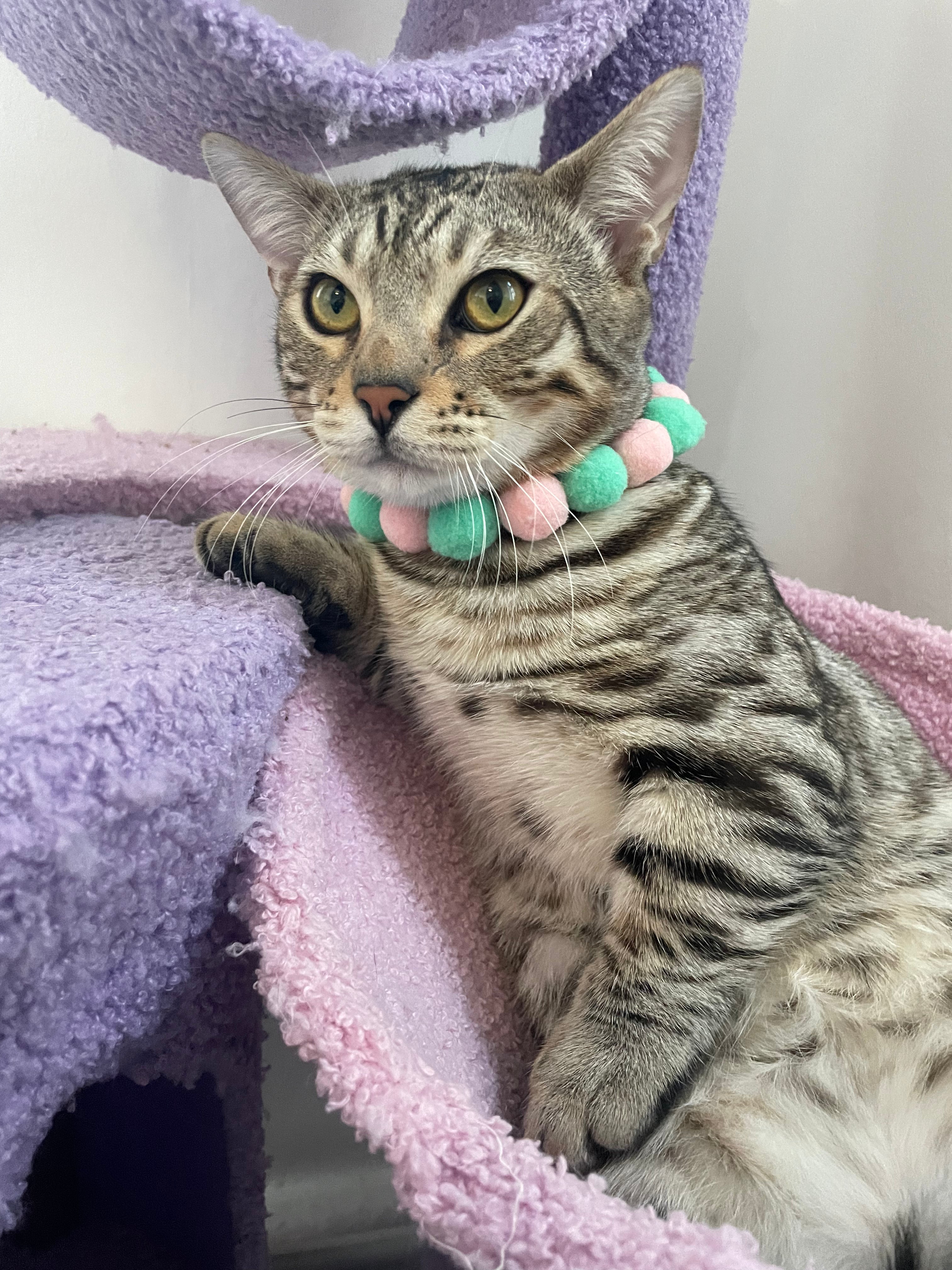 Handmade Easter Egg Collars for Cats & Dogs