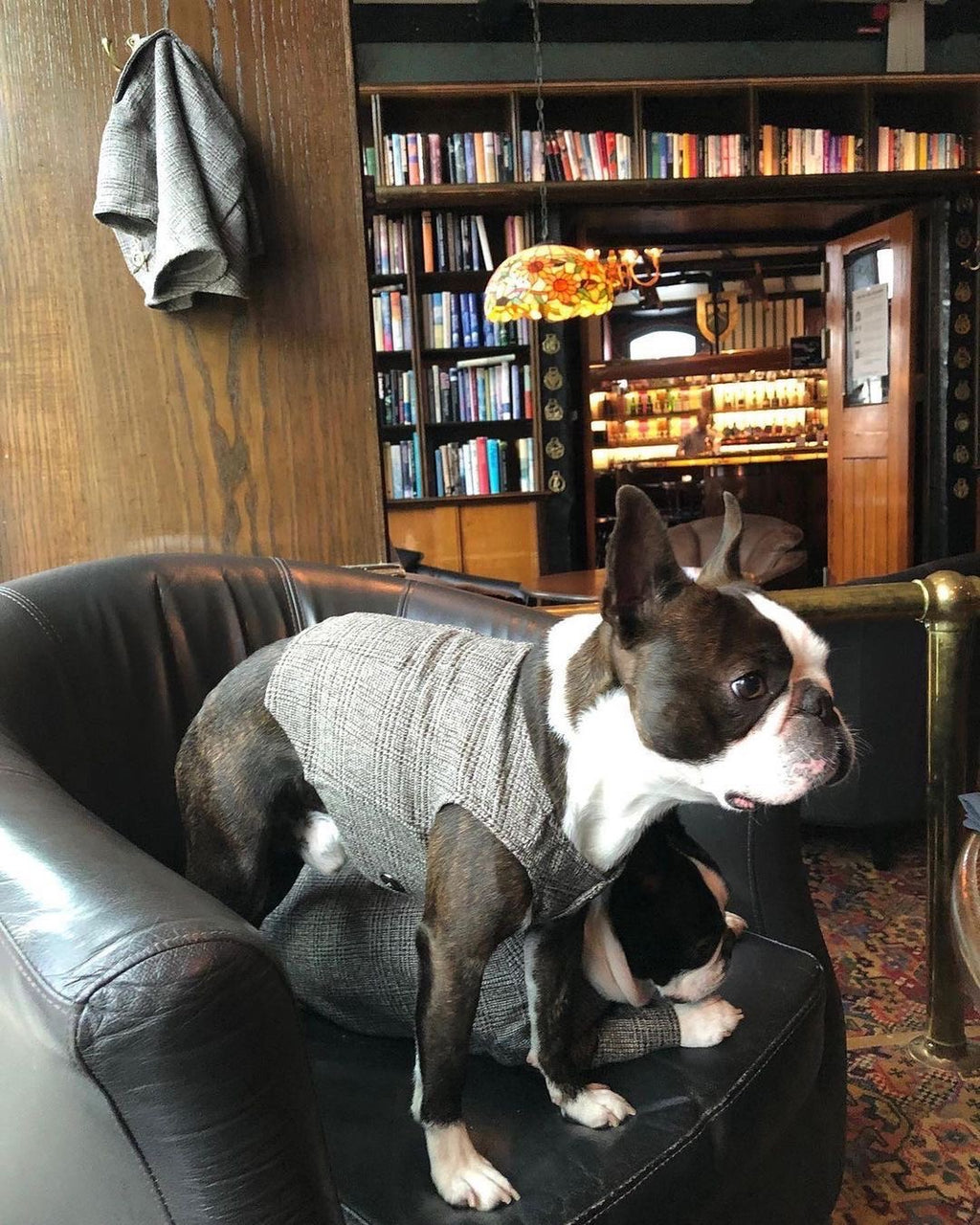 'Suit Up!' Hand Made Dog Suit (Blazer & Vest)