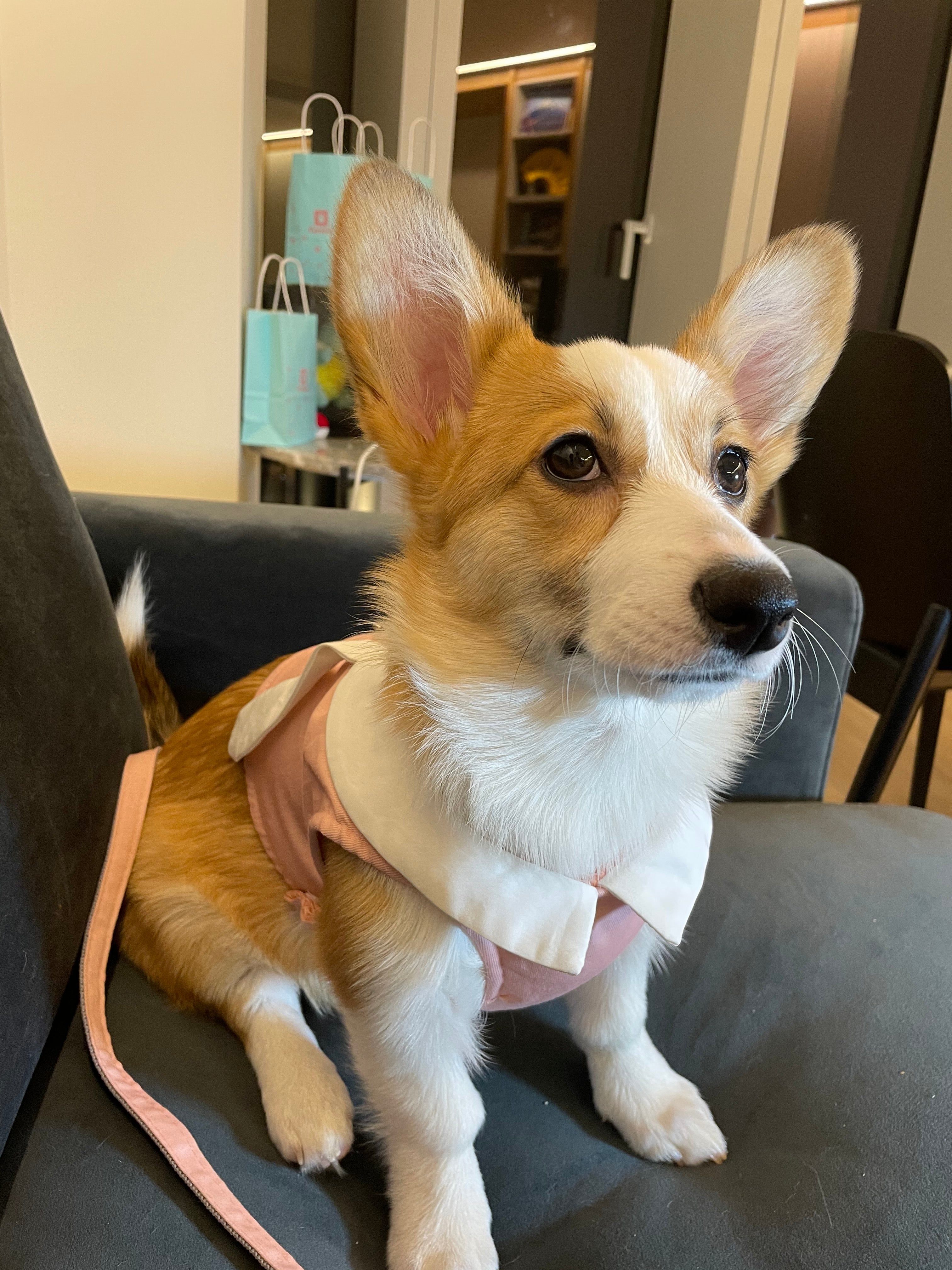 Bunny Harness and Leash Set