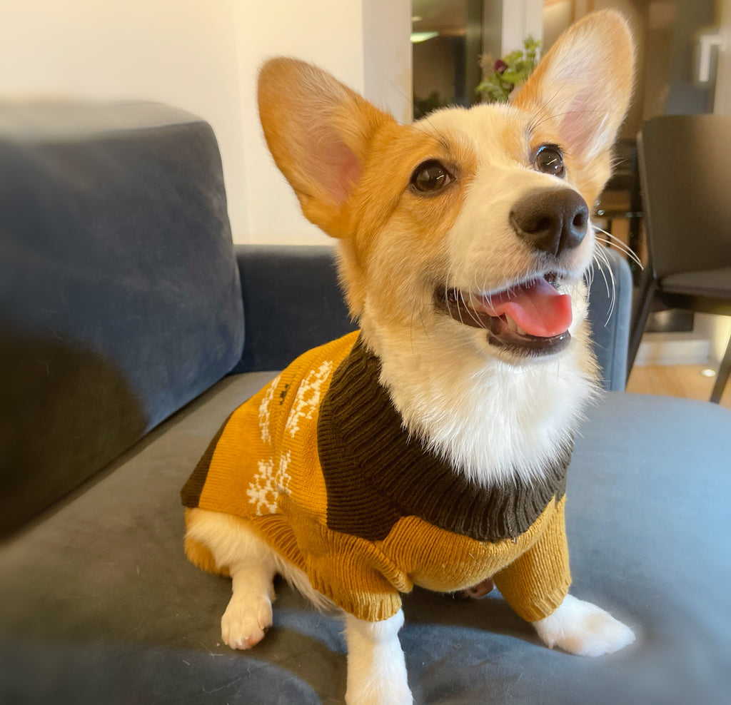 Snowflake and Peanut Butter Jumper