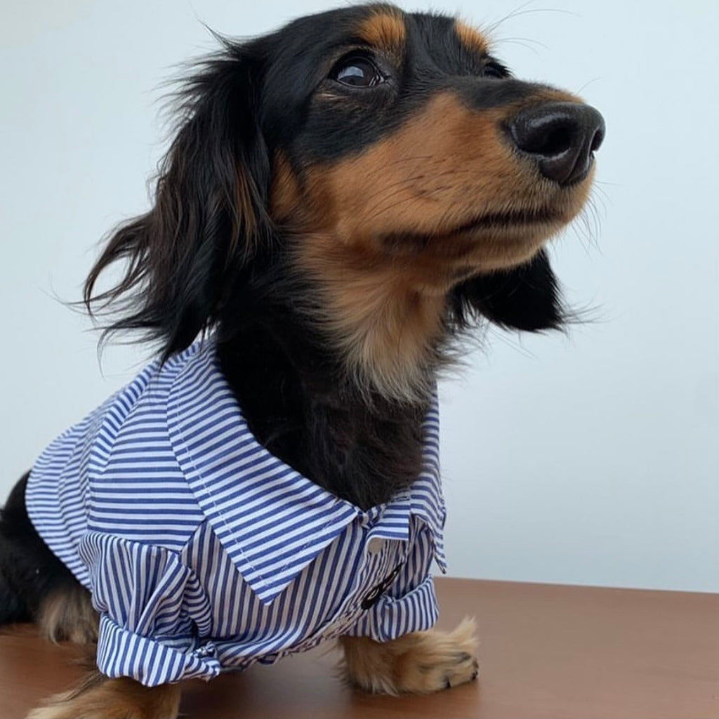 Designer Striped Embroidered Logo Shirt